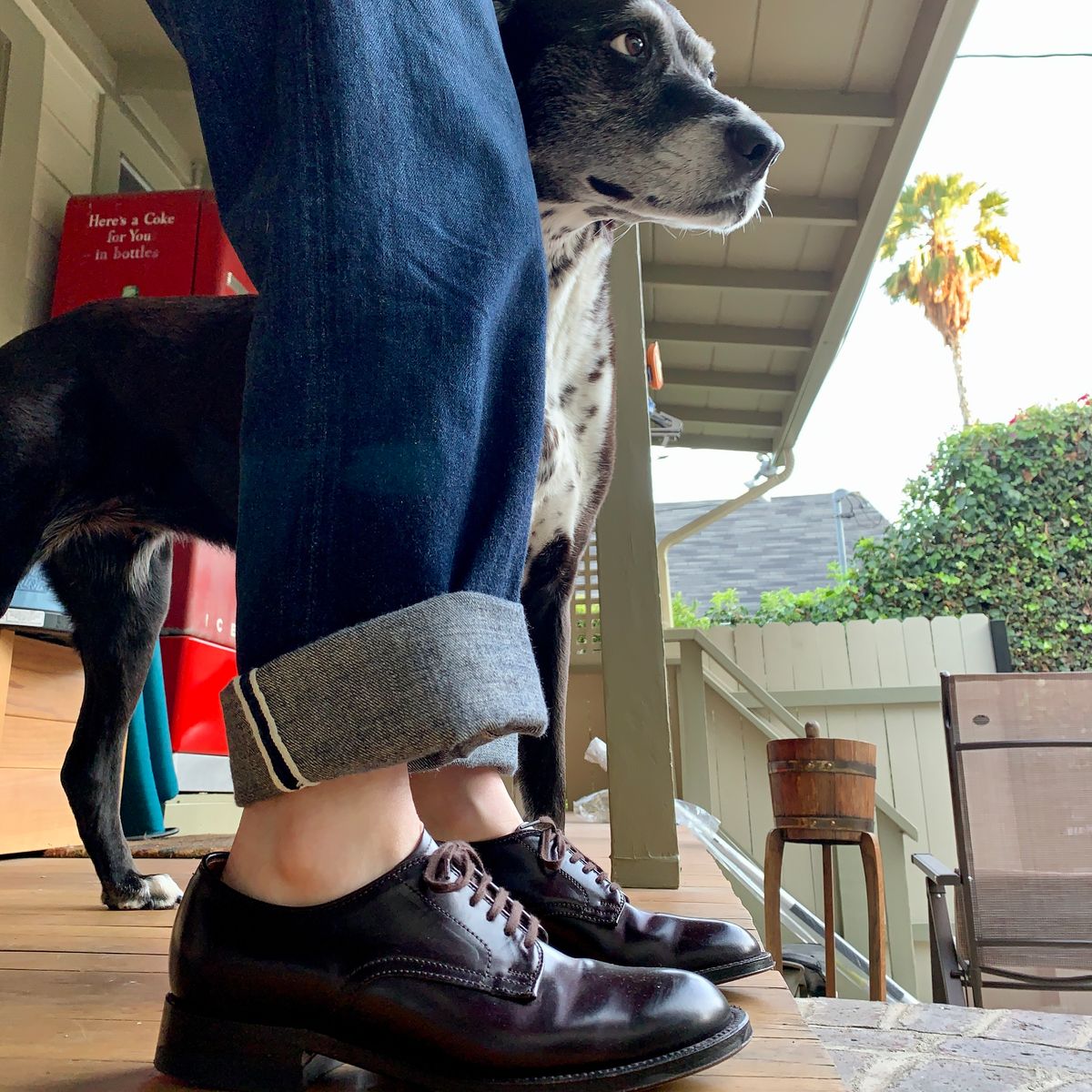 Photo by robyn on October 3, 2021 of the Alden Plain Toe Derby in Horween Color 8 Shell Cordovan.