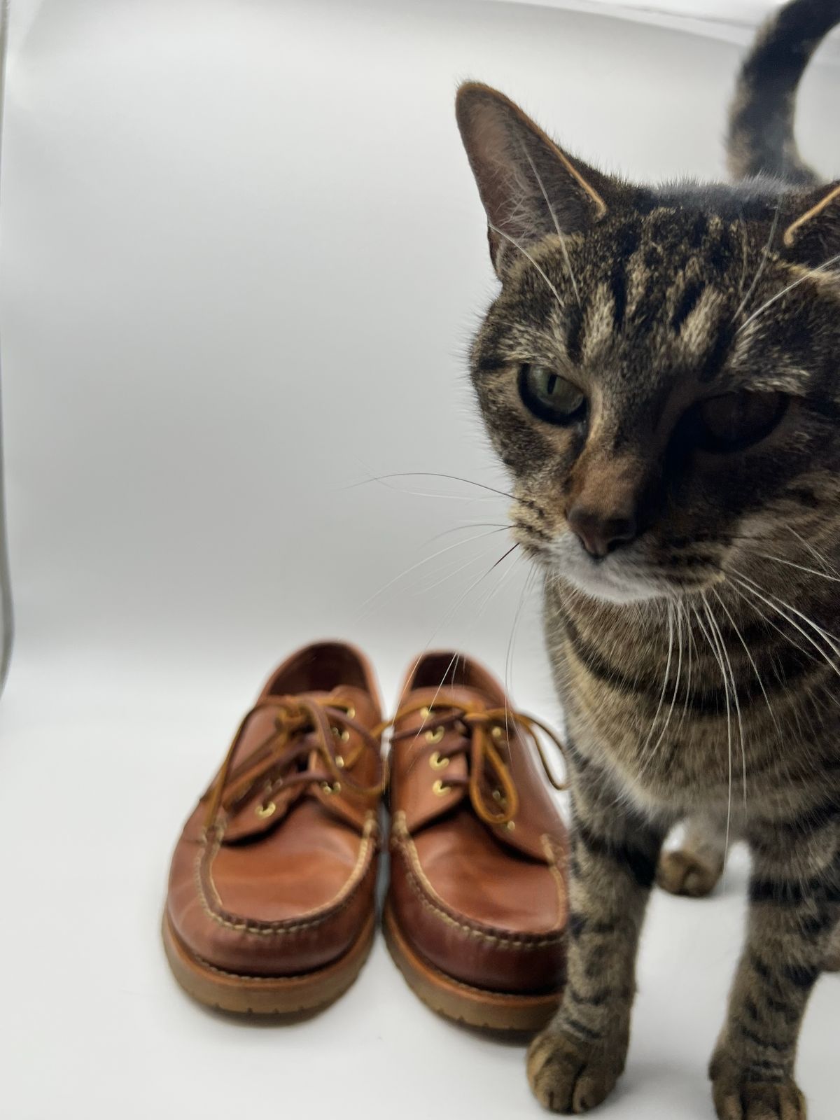 Photo by thebootbum2 on November 6, 2022 of the Rancourt & Co. Classic Ranger-Moc in Horween Natural Shell Cordovan.