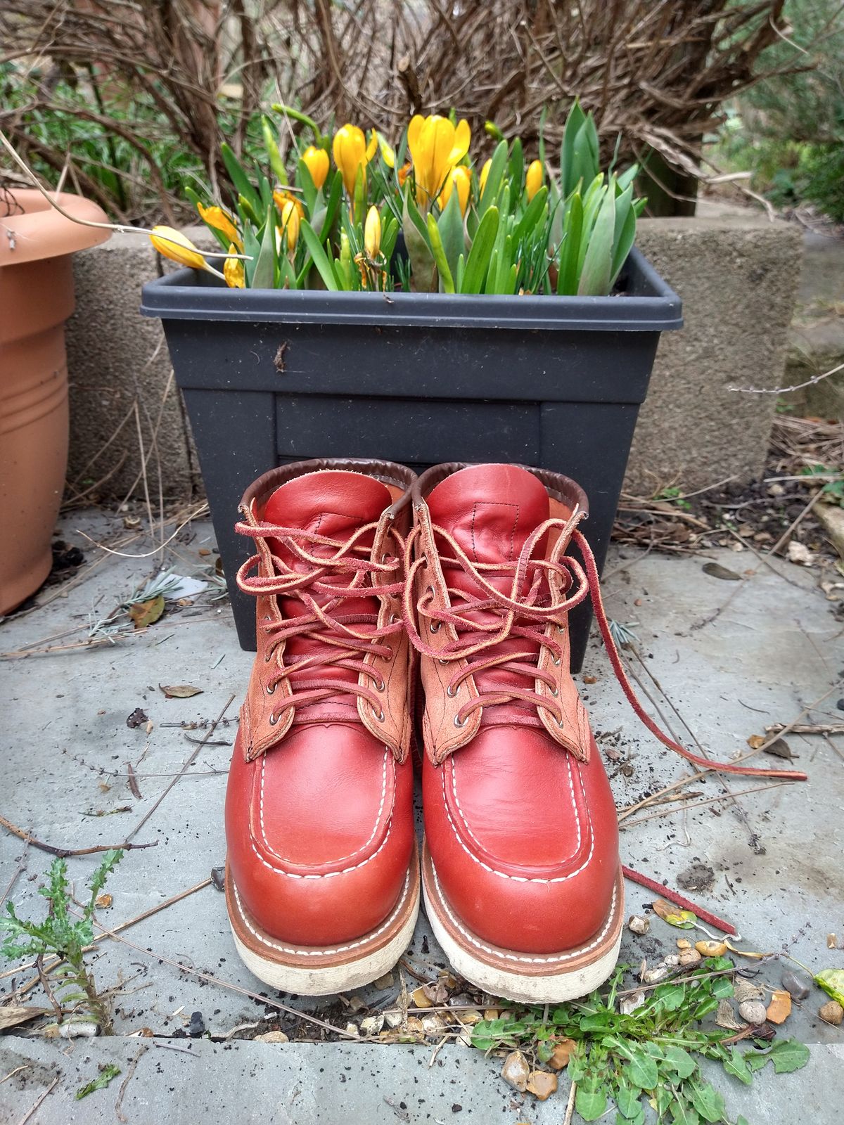 Photo by Alatariel on March 4, 2023 of the Red Wing 6-Inch Classic Moc in S.B. Foot Oro-Russet Portage.