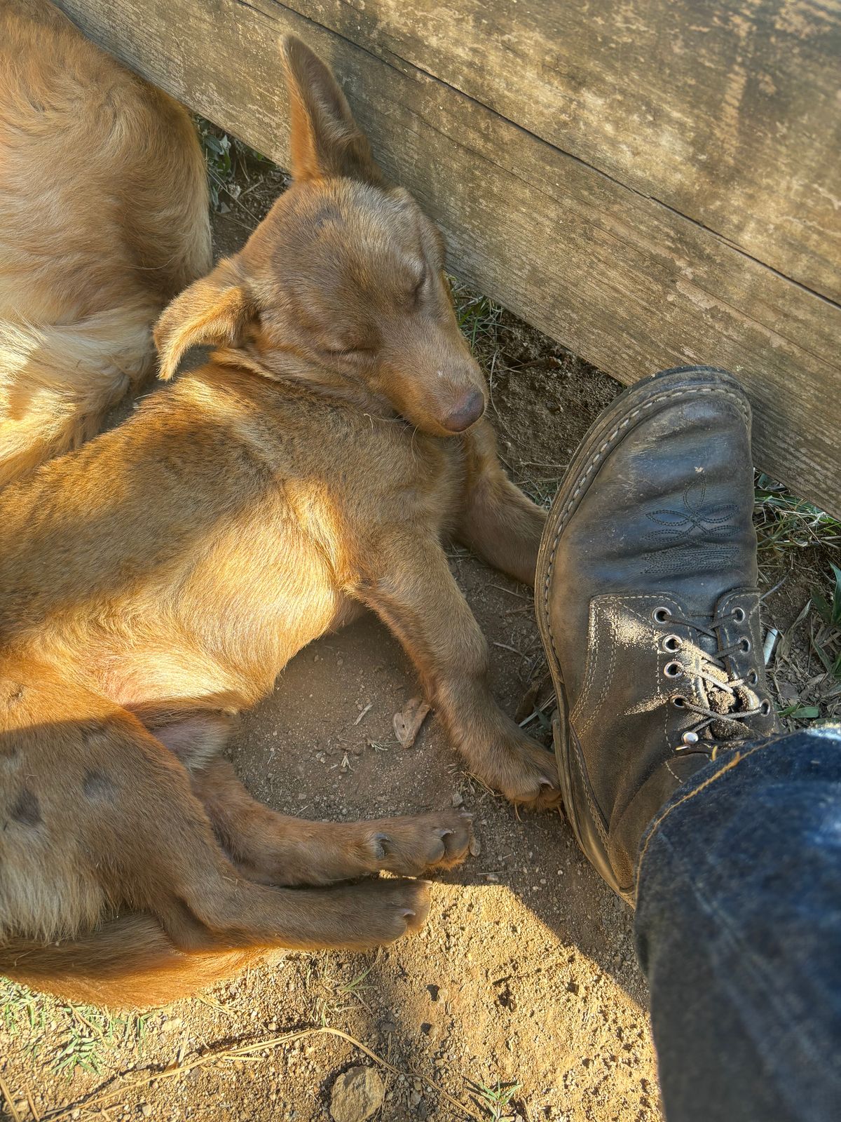 Photo by reothich on March 15, 2024 of the White's Farmer/Rancher in Horween Black Horsehide & Black Waxed Flesh.