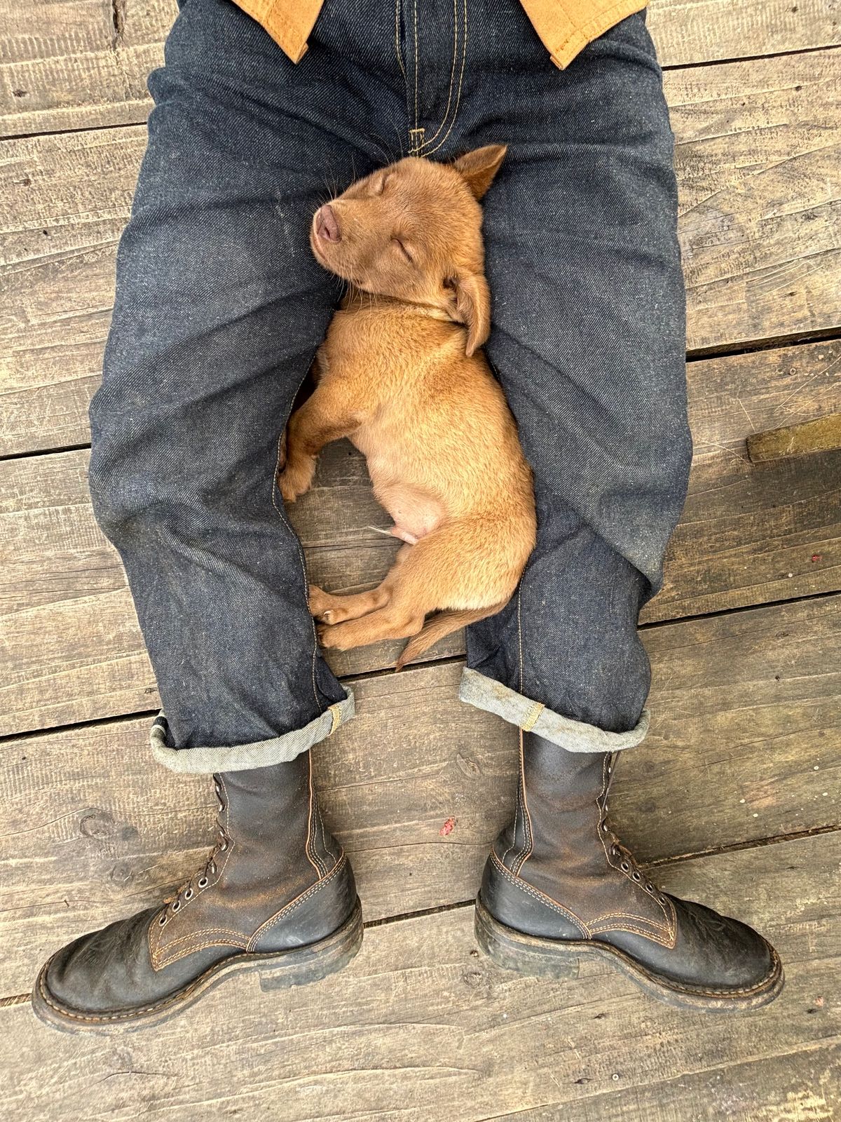 Photo by reothich on November 7, 2023 of the White's Farmer/Rancher in Horween Black Horsehide & Black Waxed Flesh.