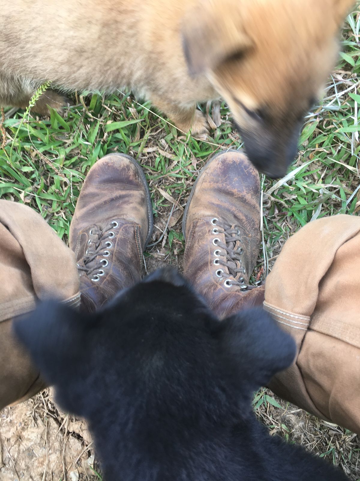 Photo by reothich on March 14, 2023 of the Star Brand 1930s 16-Inch Boots in Unknown Leather.