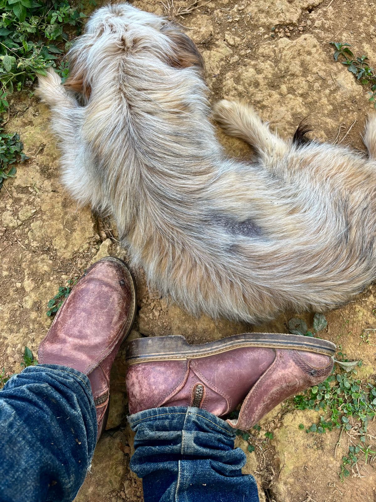 Photo by reothich on March 9, 2026 of the Carolina 390 in Red Dog Leather.