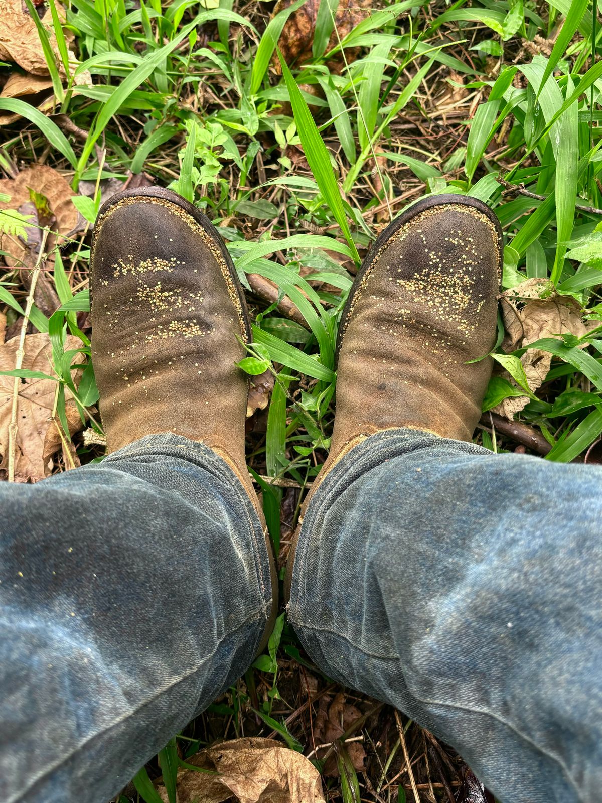 Photo by reothich on November 24, 2024 of the Rios of Mercedes Cowboy Boots in Lickety Split.