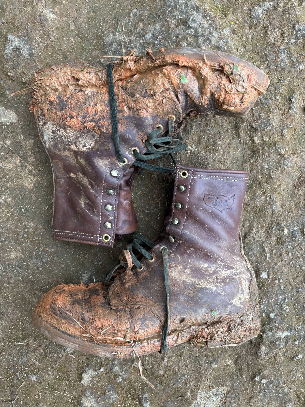 Photo by reothich on October 11, 2024 of the Walker Golden Retriever 984 in Brown Leather.