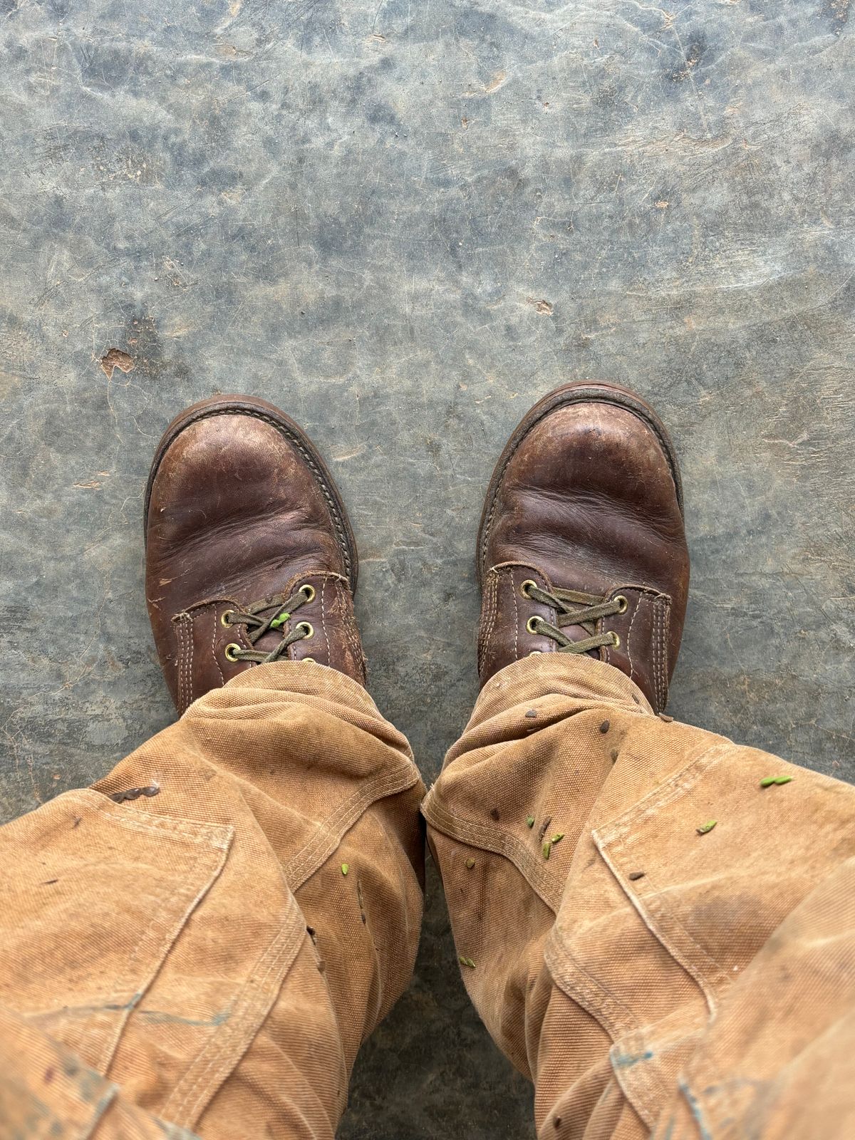 Photo by reothich on December 20, 2024 of the Walker Golden Retriever 984 in Brown Leather.