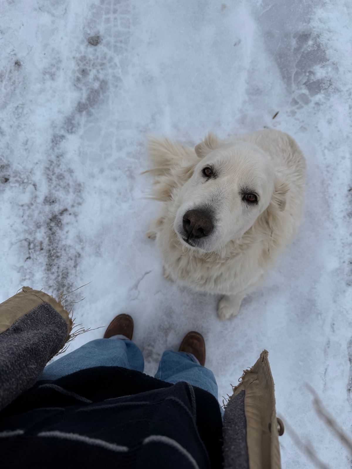 Photo by lydialove on February 5, 2026 of the Nicks Palouse in Horween Orange Predator.