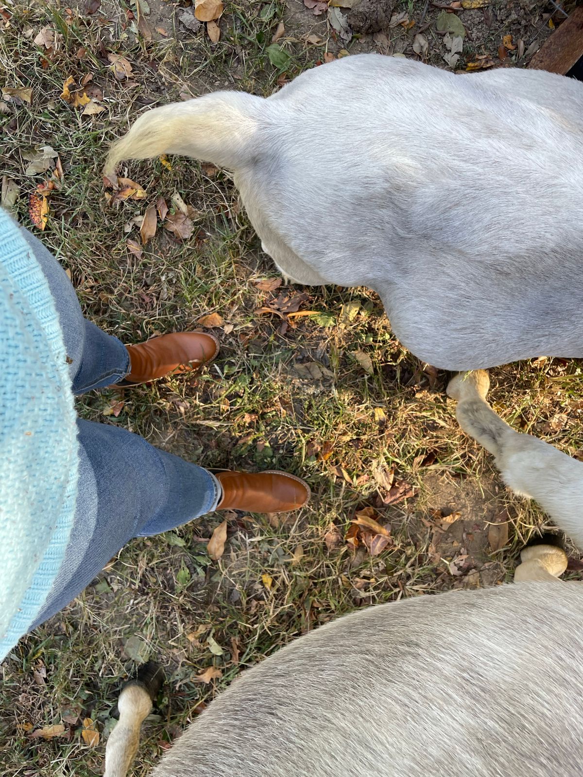 Photo by lydialove on October 7, 2022 of the Red Wing Unlisted Model in Unlisted Leather.