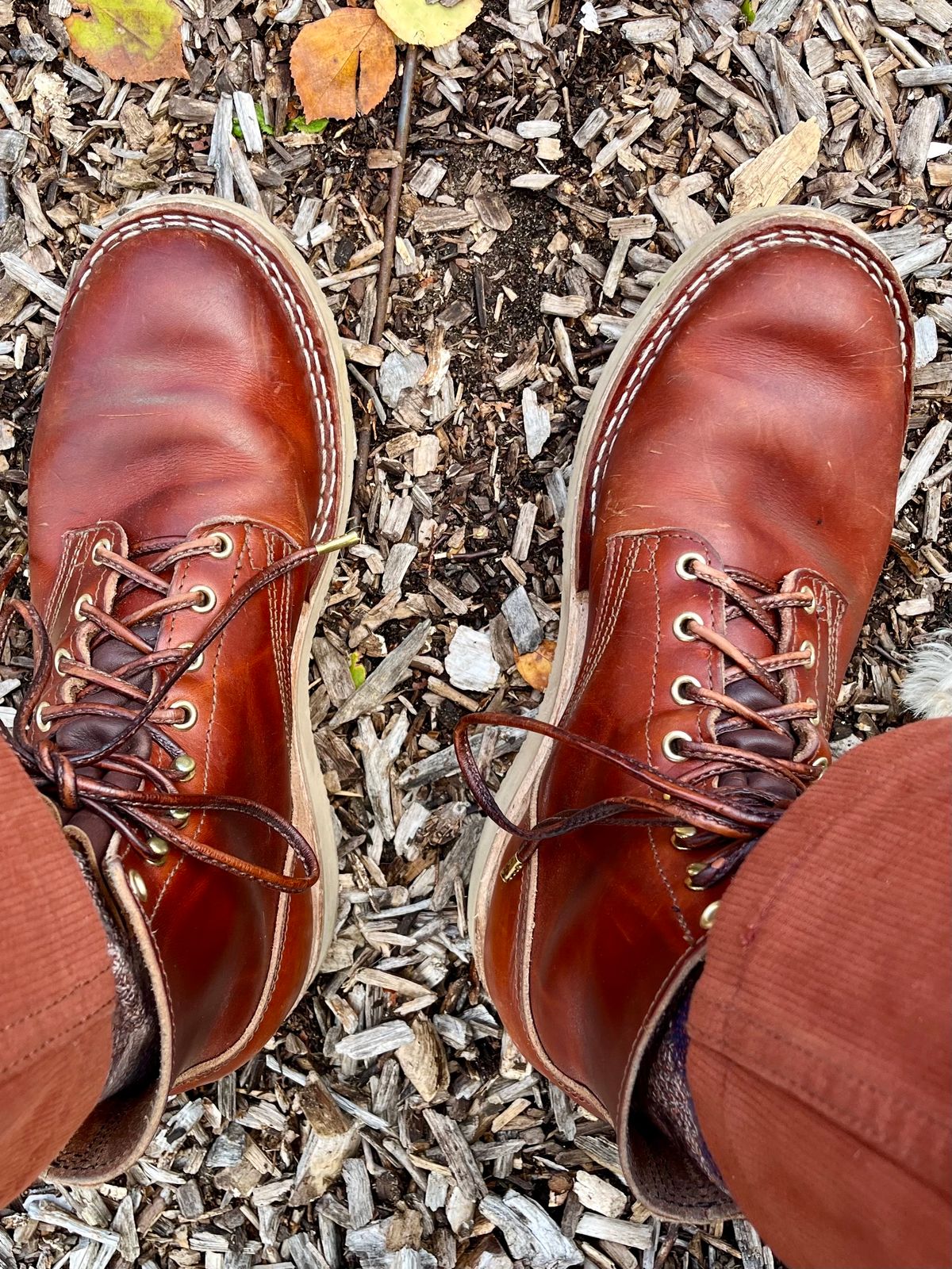Photo by varnu on October 8, 2023 of the Nicks Free Range in Wickett & Craig Tan Oiled Latigo.