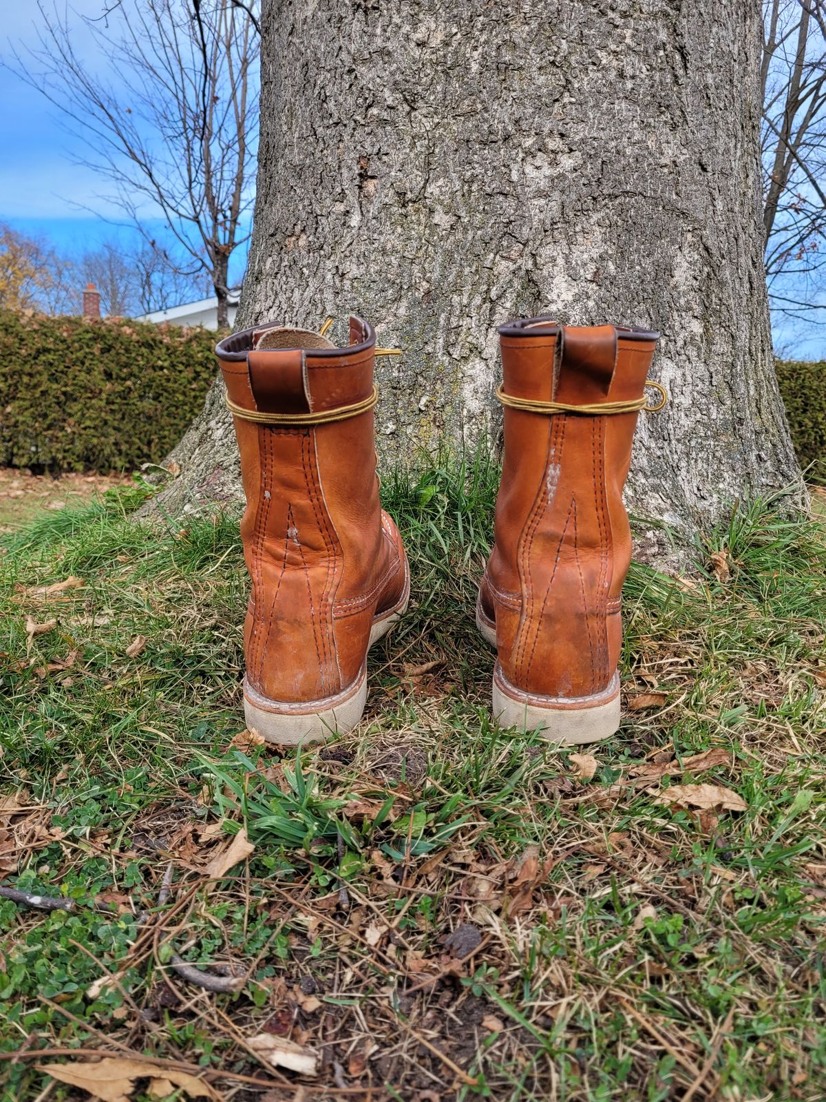 Photo by hicksmat on November 4, 2022 of the Red Wing 8-Inch Classic Moc in S.B. Foot Oro Legacy.