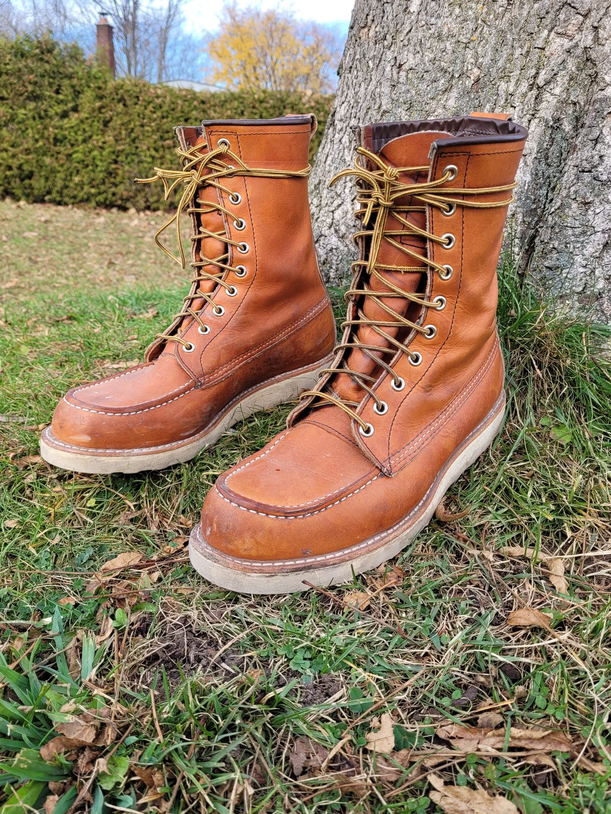 Photo by hicksmat on November 4, 2022 of the Red Wing 8-Inch Classic Moc in S.B. Foot Oro Legacy.