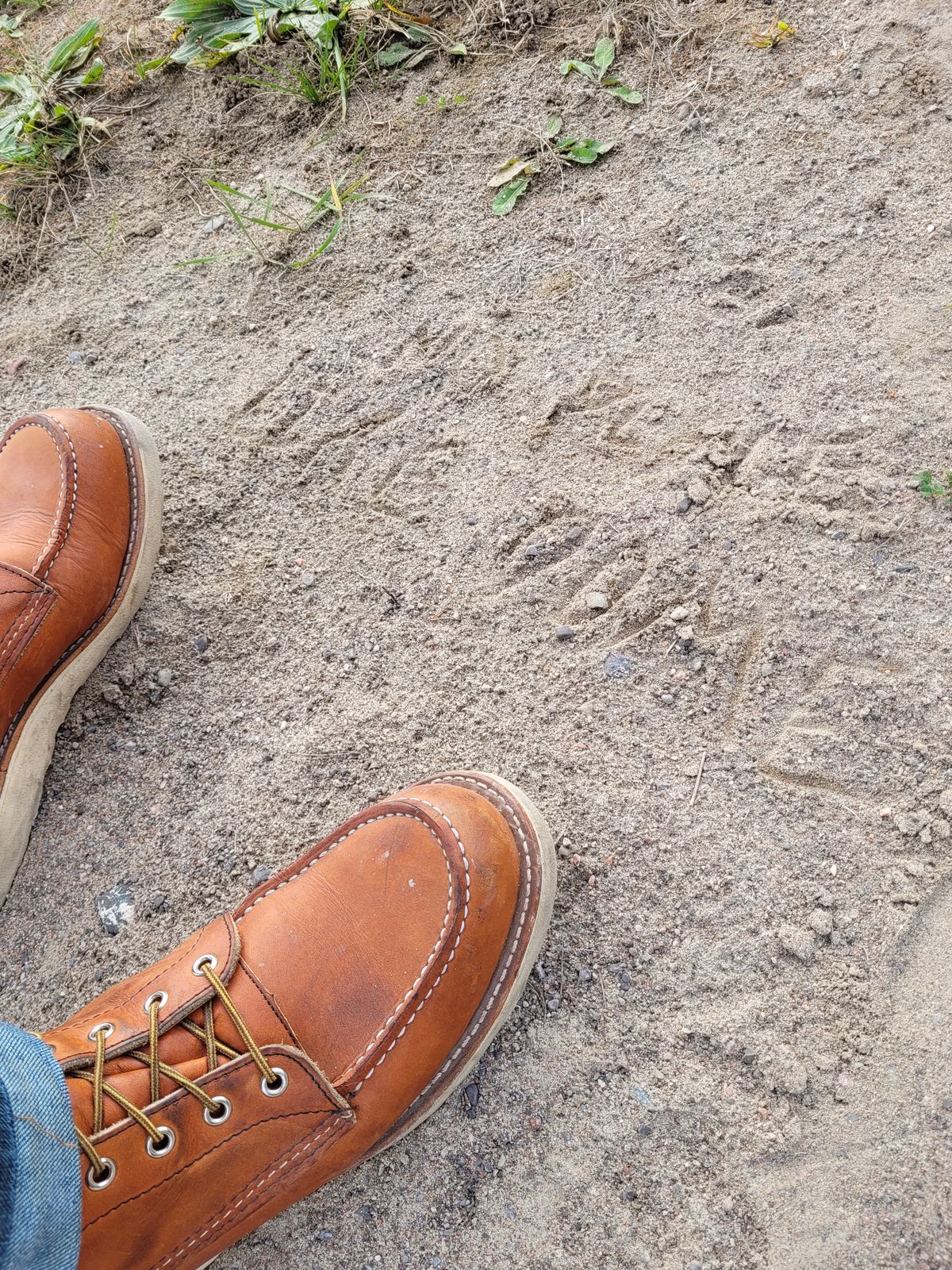 Photo by hicksmat on November 4, 2022 of the Red Wing 8-Inch Classic Moc in S.B. Foot Oro Legacy.
