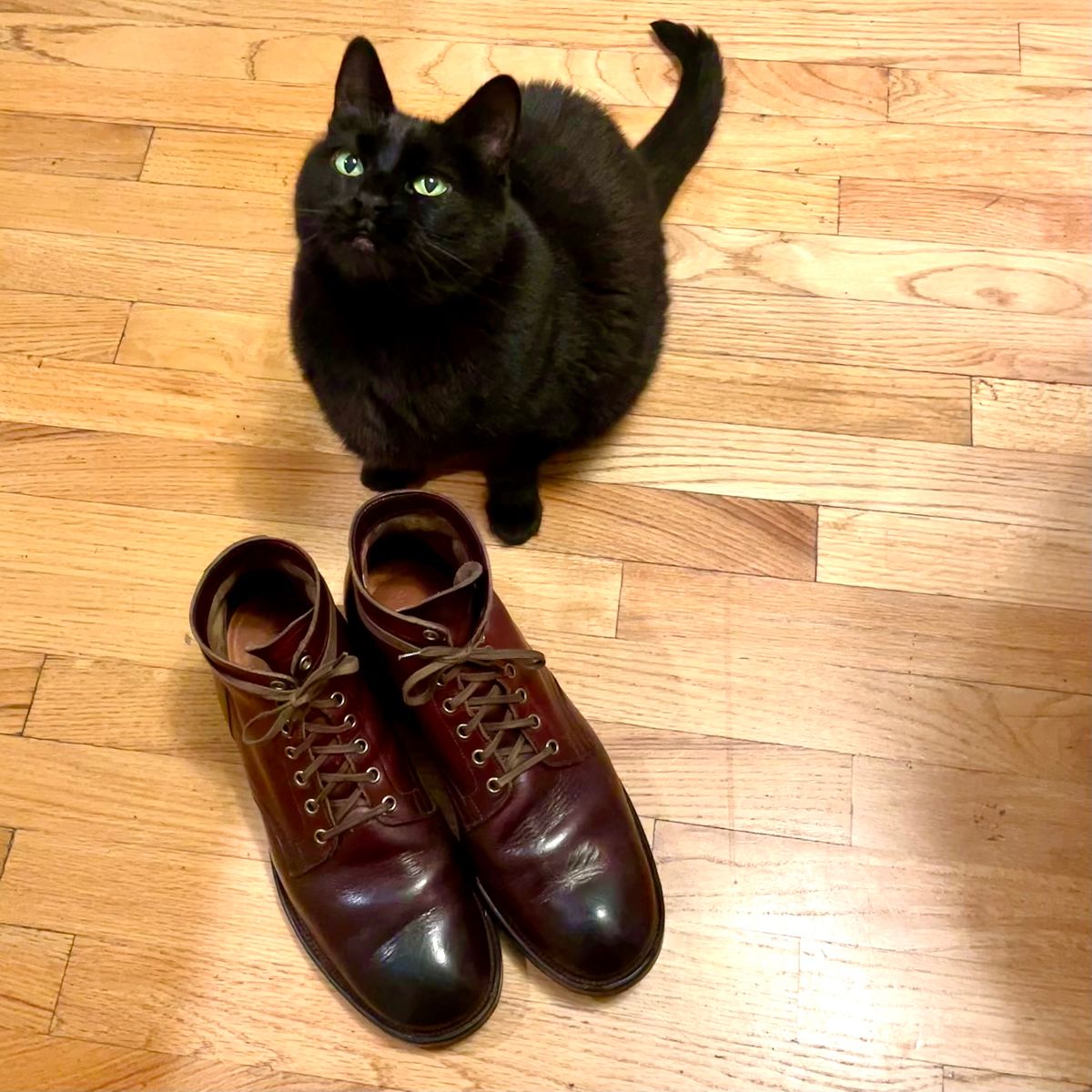 Photo by leumas on January 3, 2023 of the Viberg Service Boot in Horween Color 8 Chromexcel.