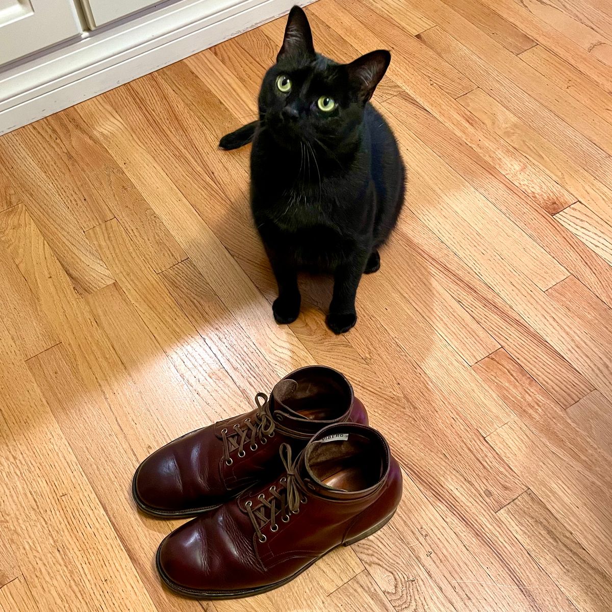 Photo by leumas on February 5, 2023 of the Viberg Service Boot in Horween Color 8 Chromexcel.