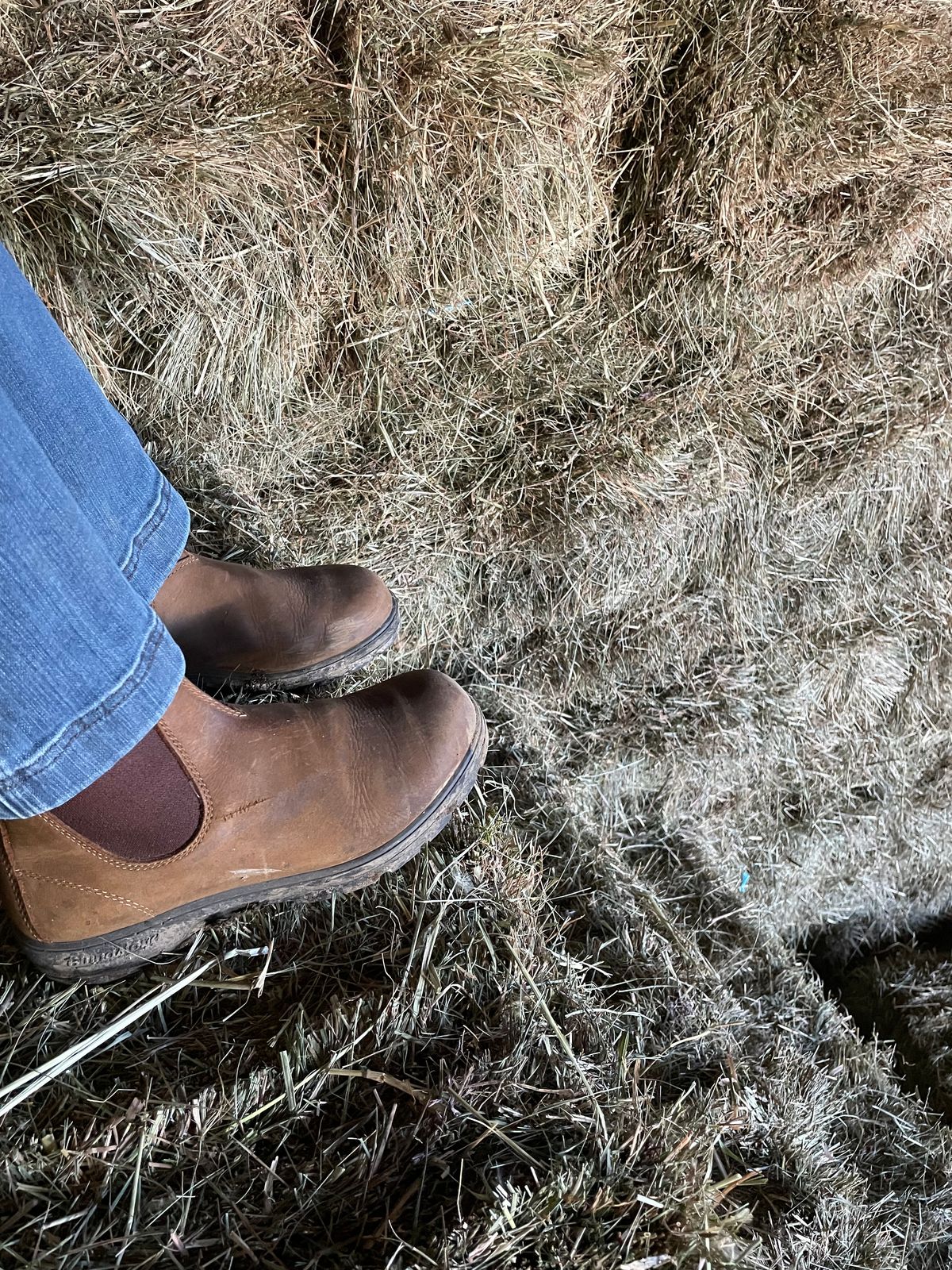 Photo by sarquat on October 22, 2023 of the Blundstone Classic in Saddle Brown Crazy Horse.