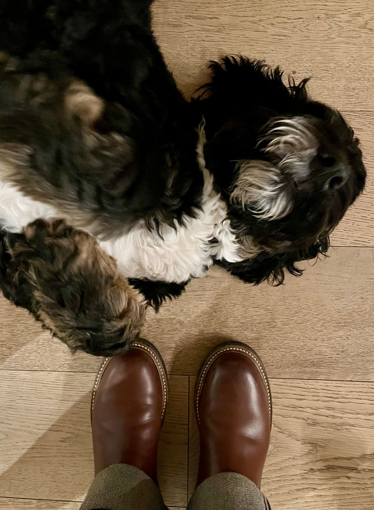 Photo by ELP on December 6, 2023 of the John Lofgren Chelsea Boots in Horween Timber Chromexcel.