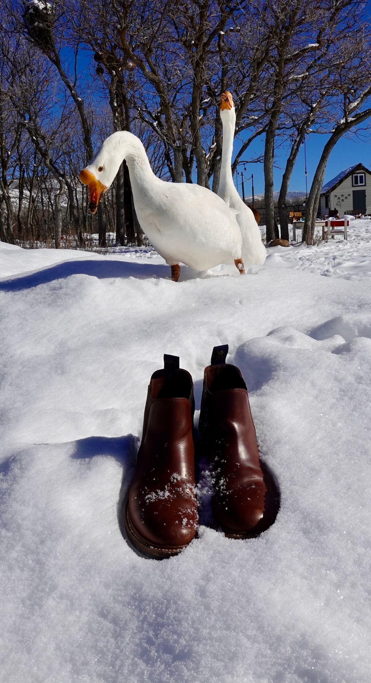Photo by ELP on February 4, 2024 of the John Lofgren Chelsea Boots in Horween Timber Chromexcel.