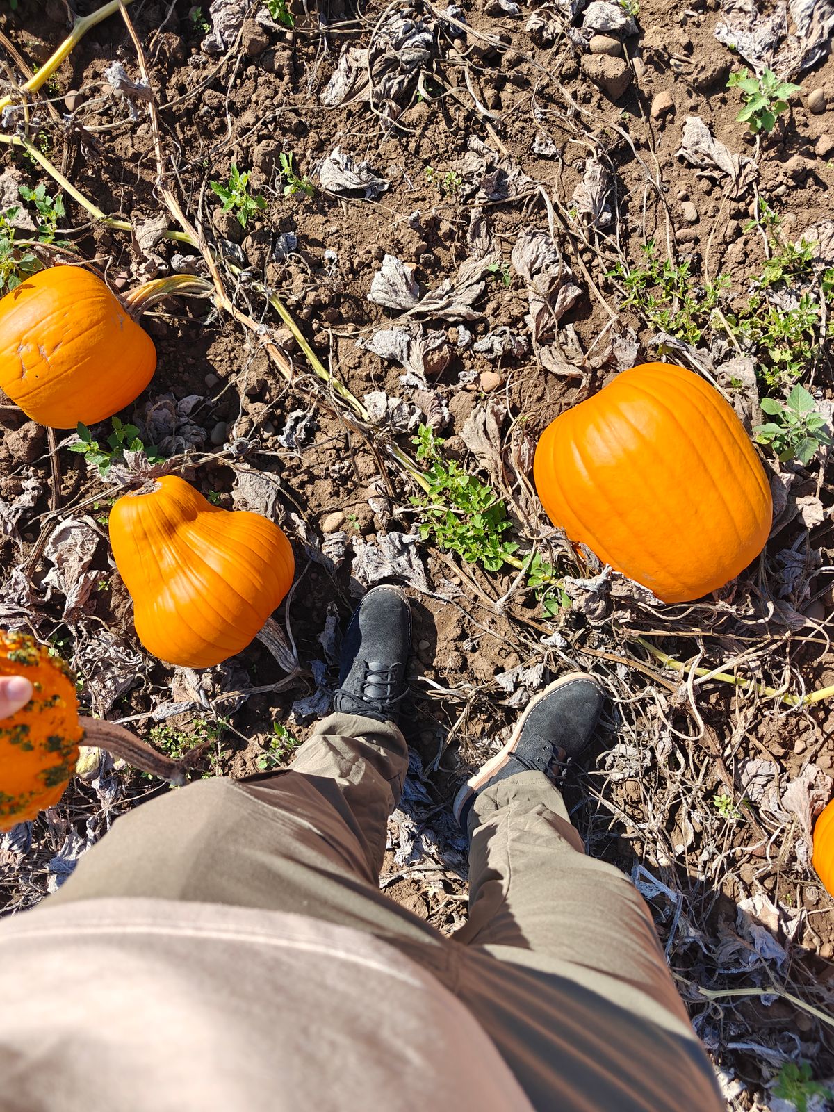Photo by pancake_32 on October 5, 2025 of the Nicks Aldert Strider in Seidel MaxSupport Black Roughout.