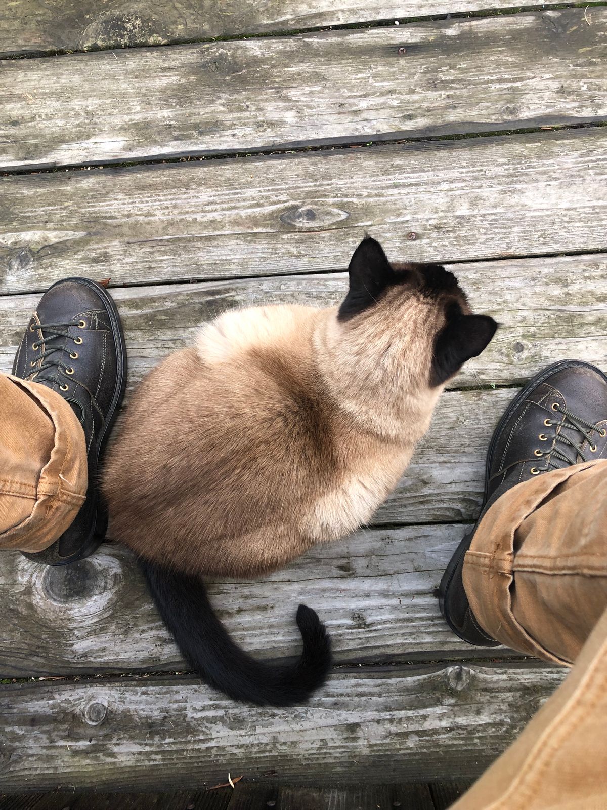 Photo by ChrisBurns670 on December 18, 2023 of the Sagara Cordmaster in Badalassi Carlo Oliva Minerva Overdyed Black.