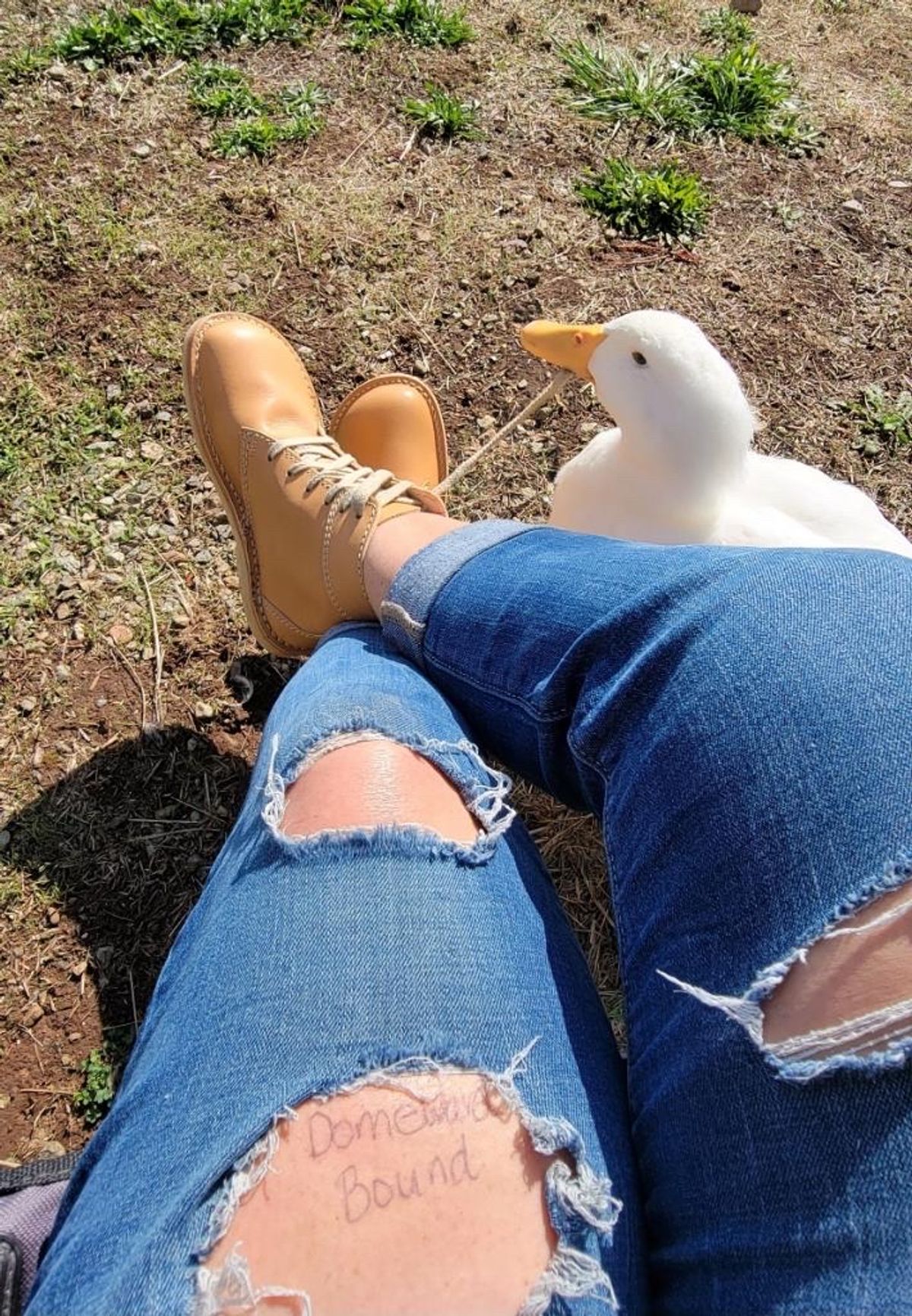 Photo by tpm636 on October 2, 2023 of the Duckfeet Faborg in Terracare Bio.