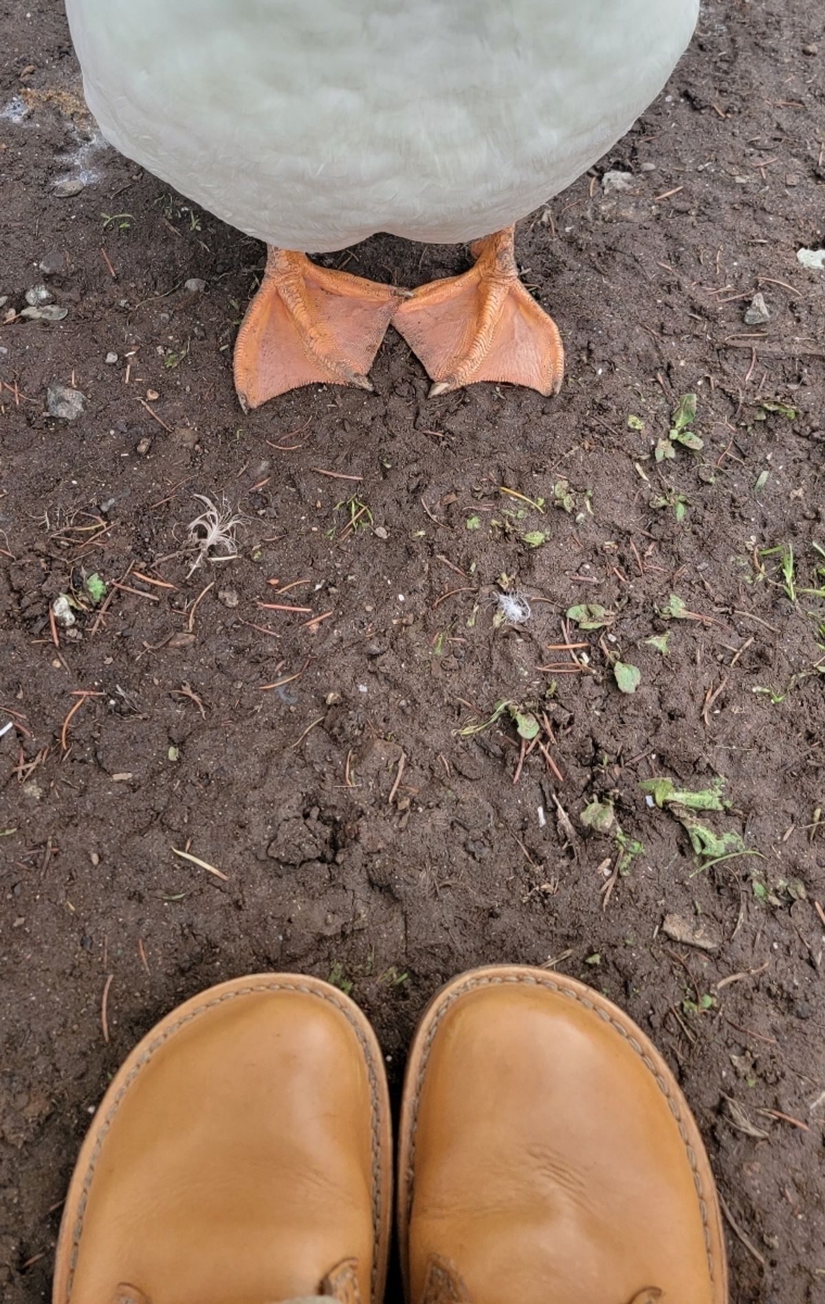 Photo by tpm636 on December 6, 2023 of the Duckfeet Faborg in Terracare Bio.