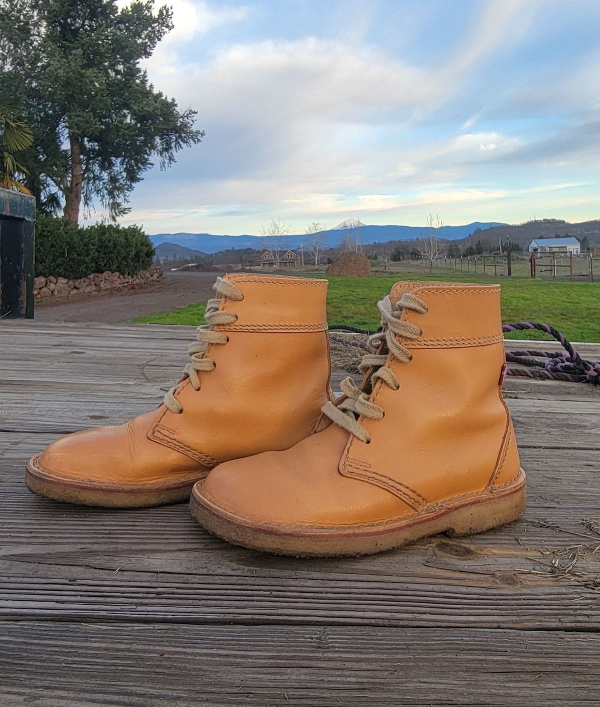 Photo by tpm636 on January 2, 2024 of the Duckfeet Faborg in Terracare Bio.