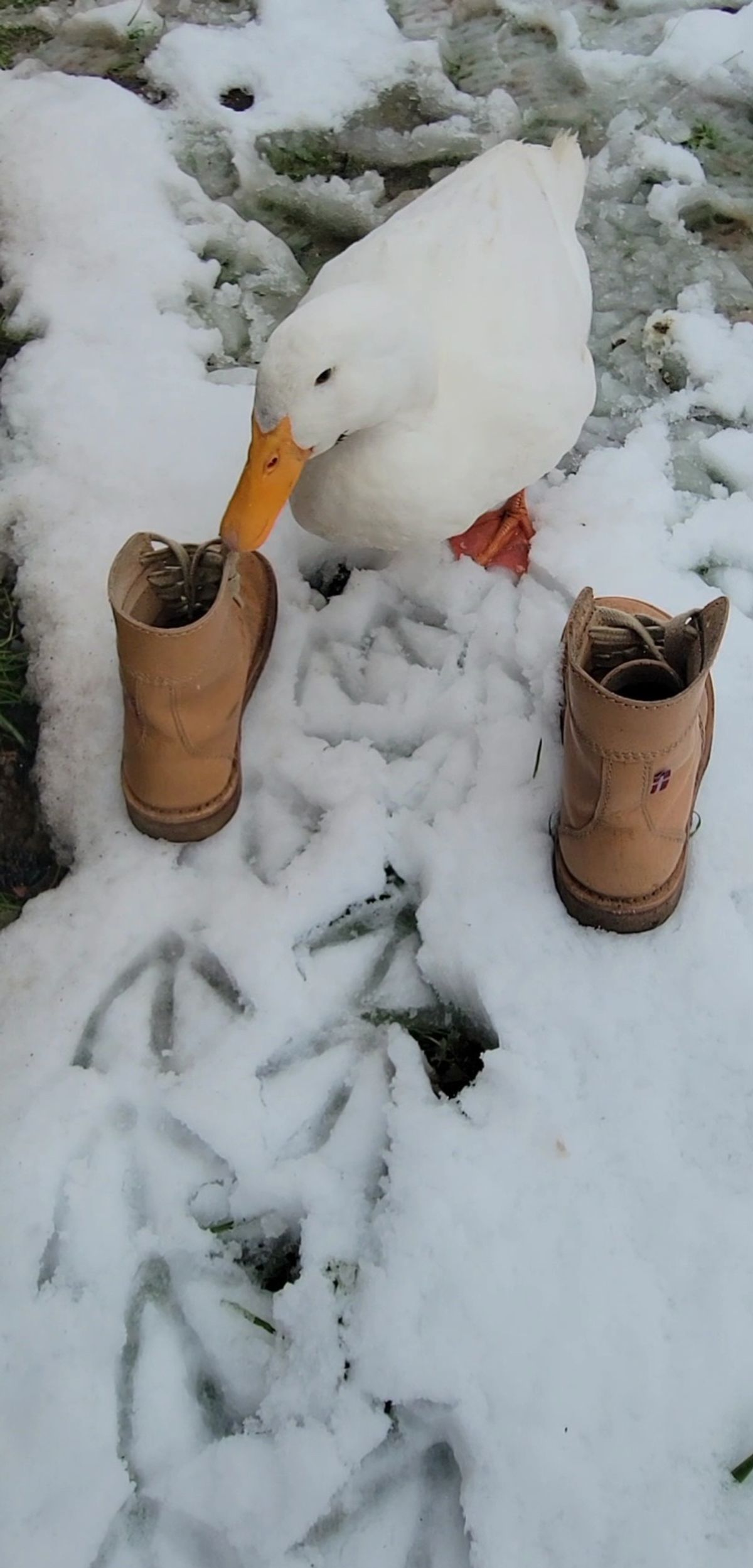 Photo by tpm636 on March 6, 2024 of the Duckfeet Faborg in Terracare Bio.