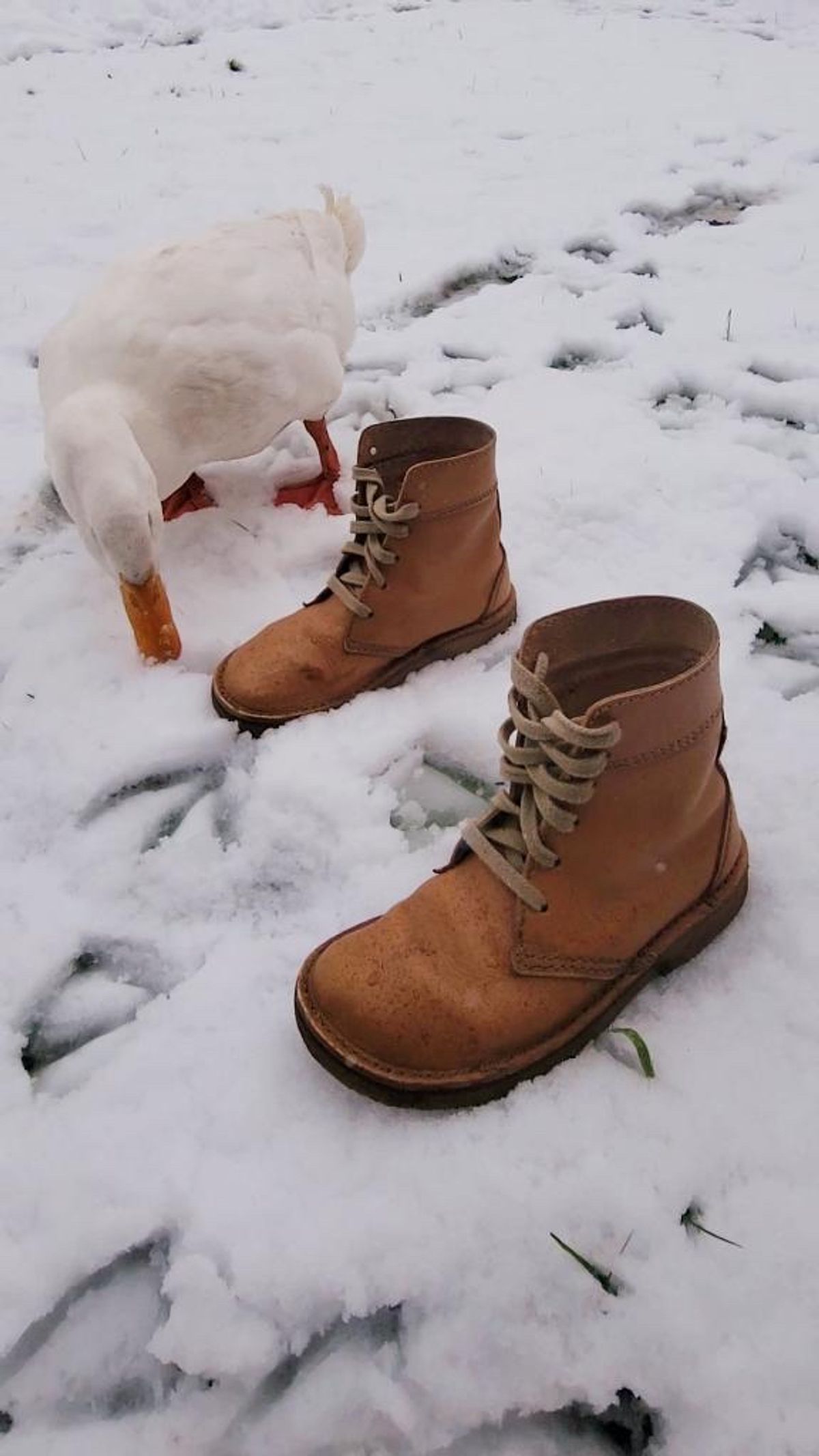 Photo by tpm636 on March 6, 2024 of the Duckfeet Faborg in Terracare Bio.