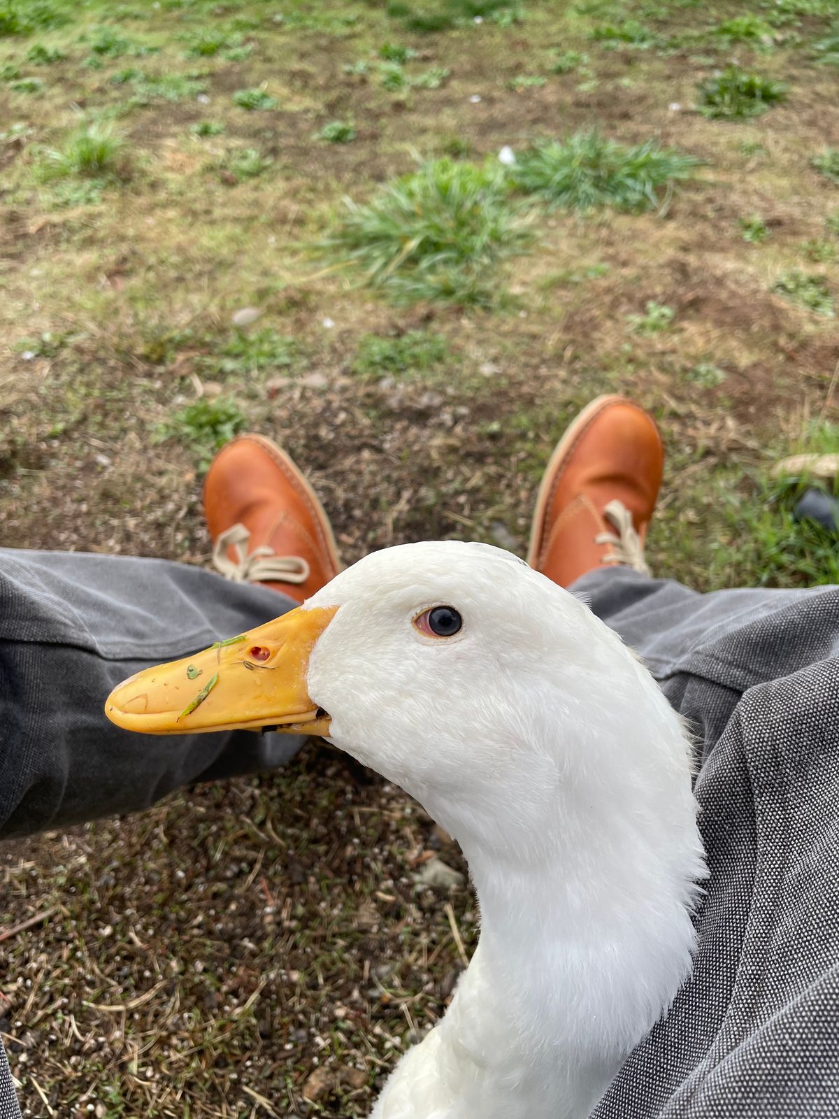 Photo by tpm636 on October 1, 2023 of the Duckfeet Sjaelland in Terracare Brown.