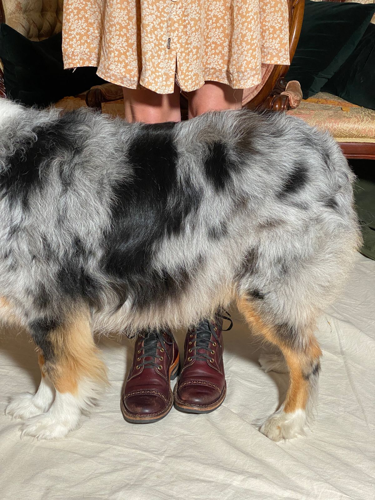 Photo by emilyfurr on March 5, 2023 of the White's MP-M1TC in Horween Color 8 Chromexcel.