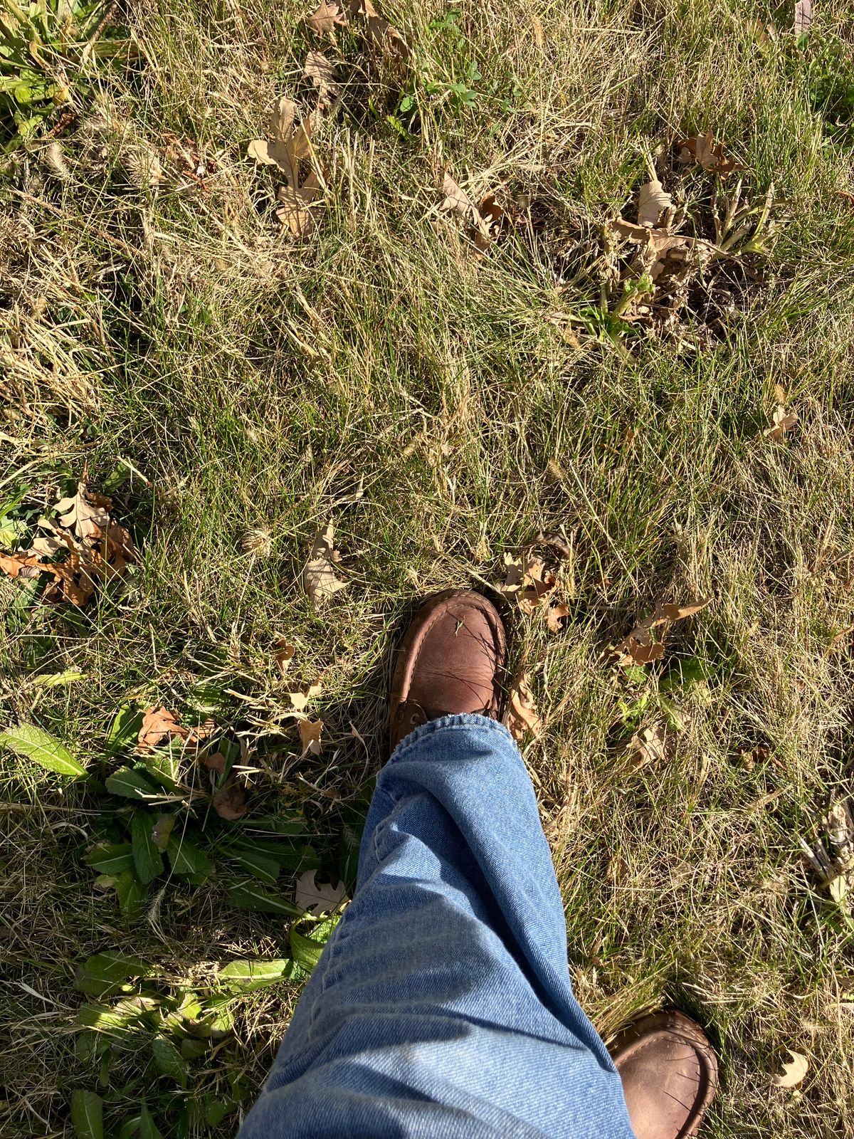 Photo by sigben59 on November 1, 2025 of the Jim Green Meander – Moc-Toe in Bronco Brown - Oily Pull Up.