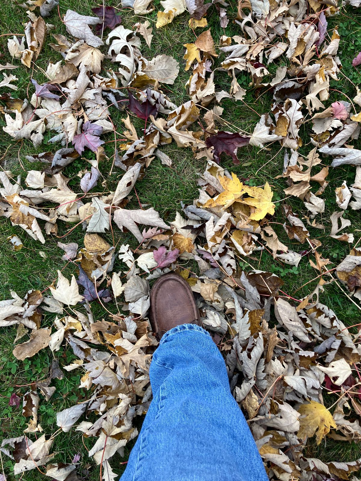 Photo by sigben59 on November 8, 2025 of the Jim Green Meander – Moc-Toe in Bronco Brown - Oily Pull Up.