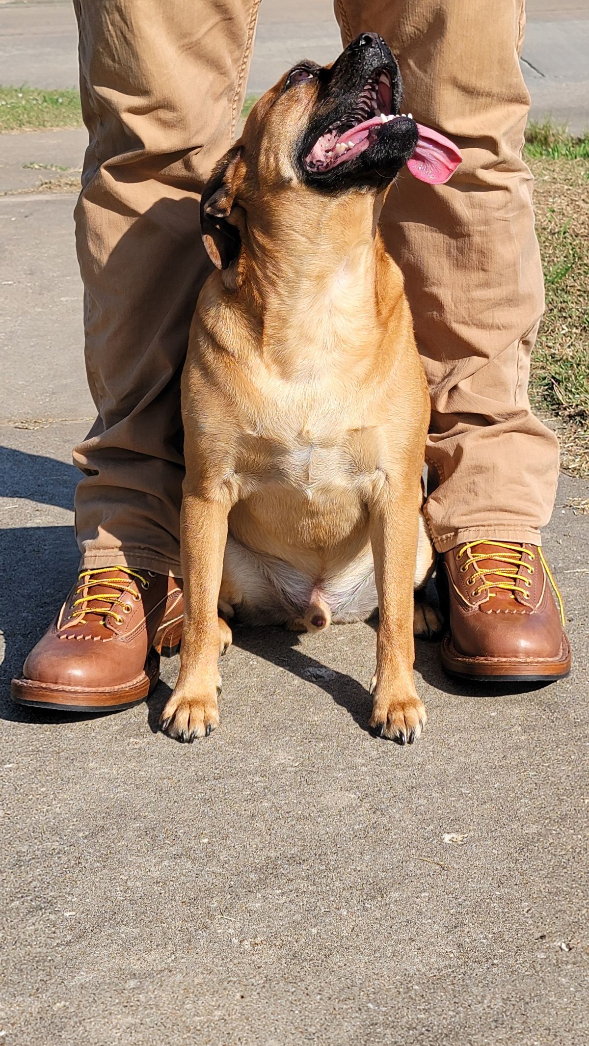 Photo by Jeppysboots on October 3, 2025 of the White's 350 Cutter in Toscanello Horsehide.