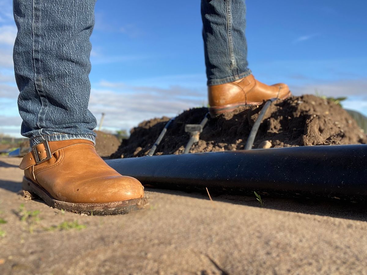 Photo by centralfornia on January 5, 2023 of the Red Wing Engineer in S.B. Foot Hawthorne Muleskinner.