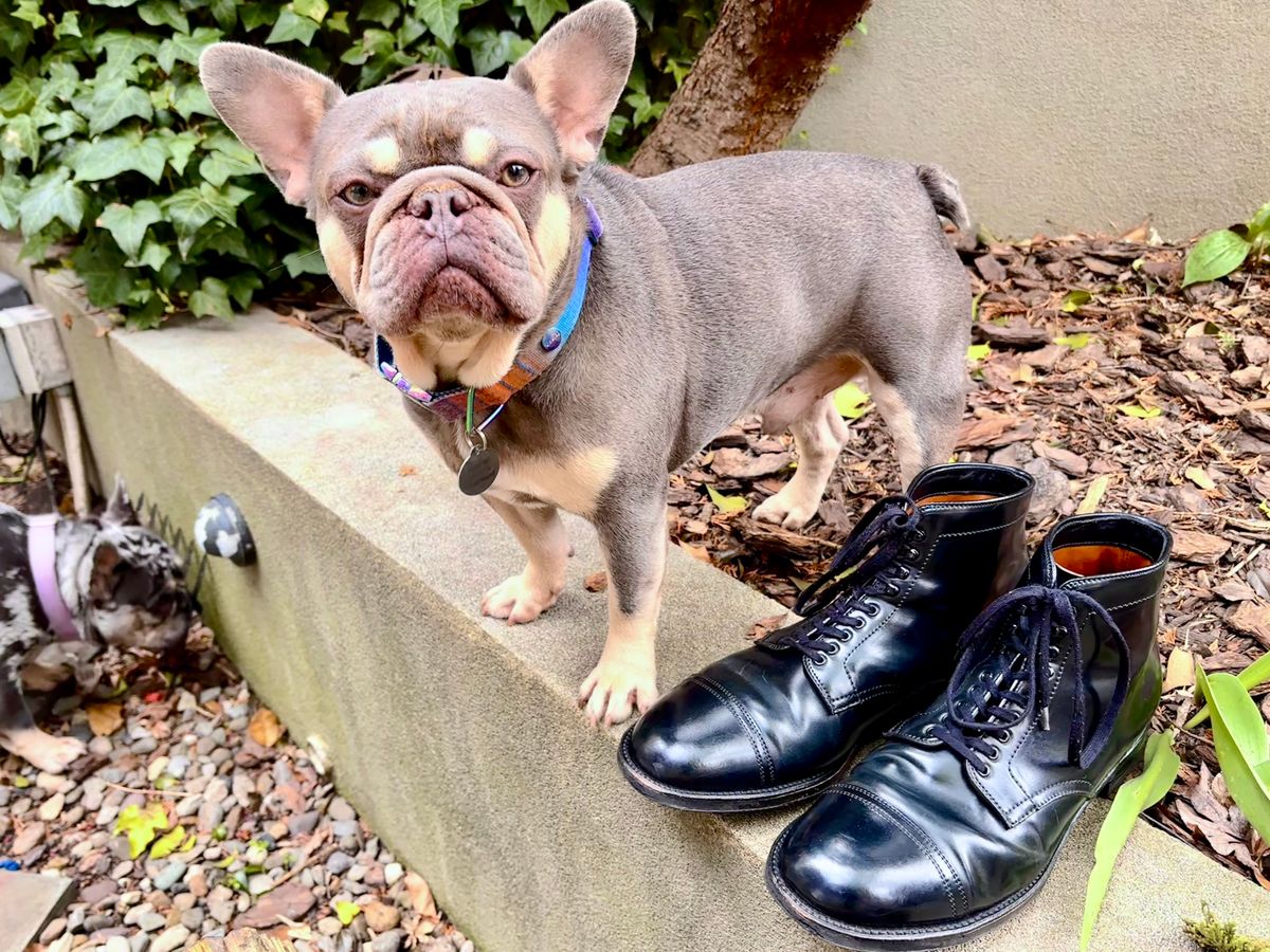 Photo by Way2Jeff on April 5, 2026 of the Alden Cavalry Boot in Horween Black Shell Cordovan.