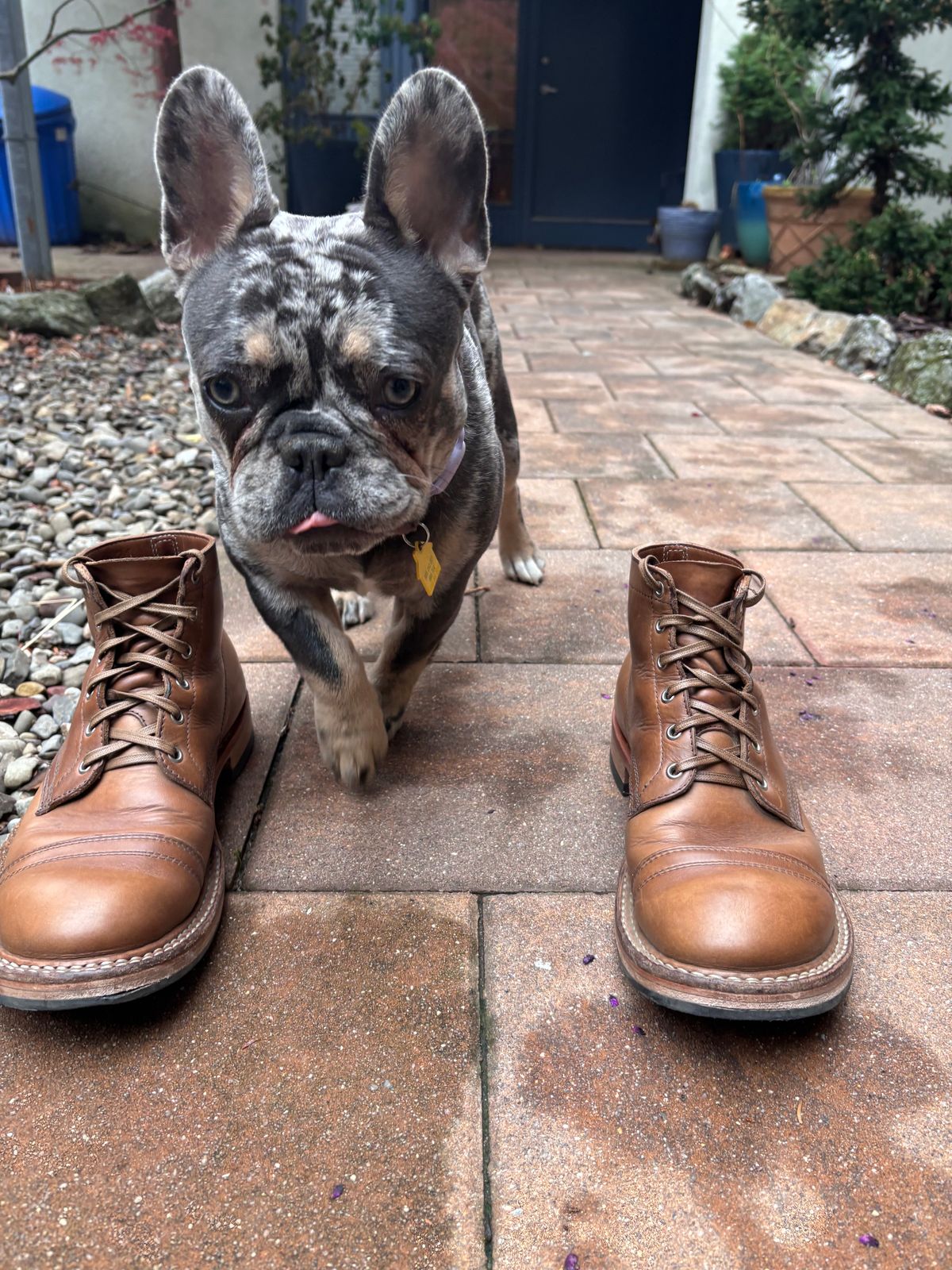 Photo by Way2Jeff on April 5, 2025 of the White's Semi-Dress in Horween Natural Chromexcel.