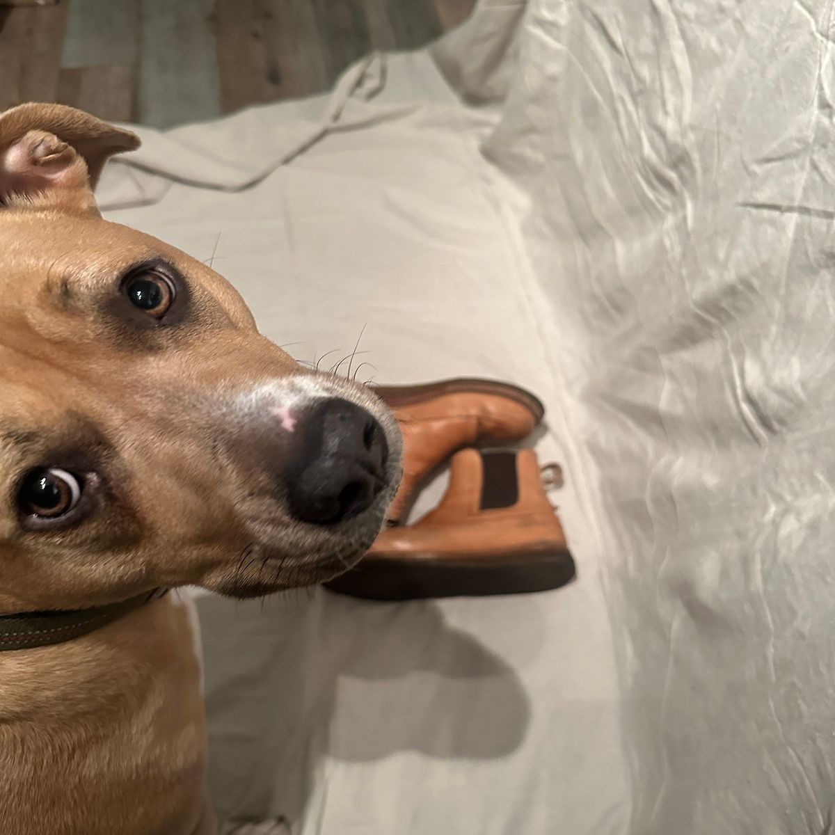 Photo by nothomeatl on February 5, 2026 of the Project Pandion PE1.2 in Vegetable Tanned Bovine.