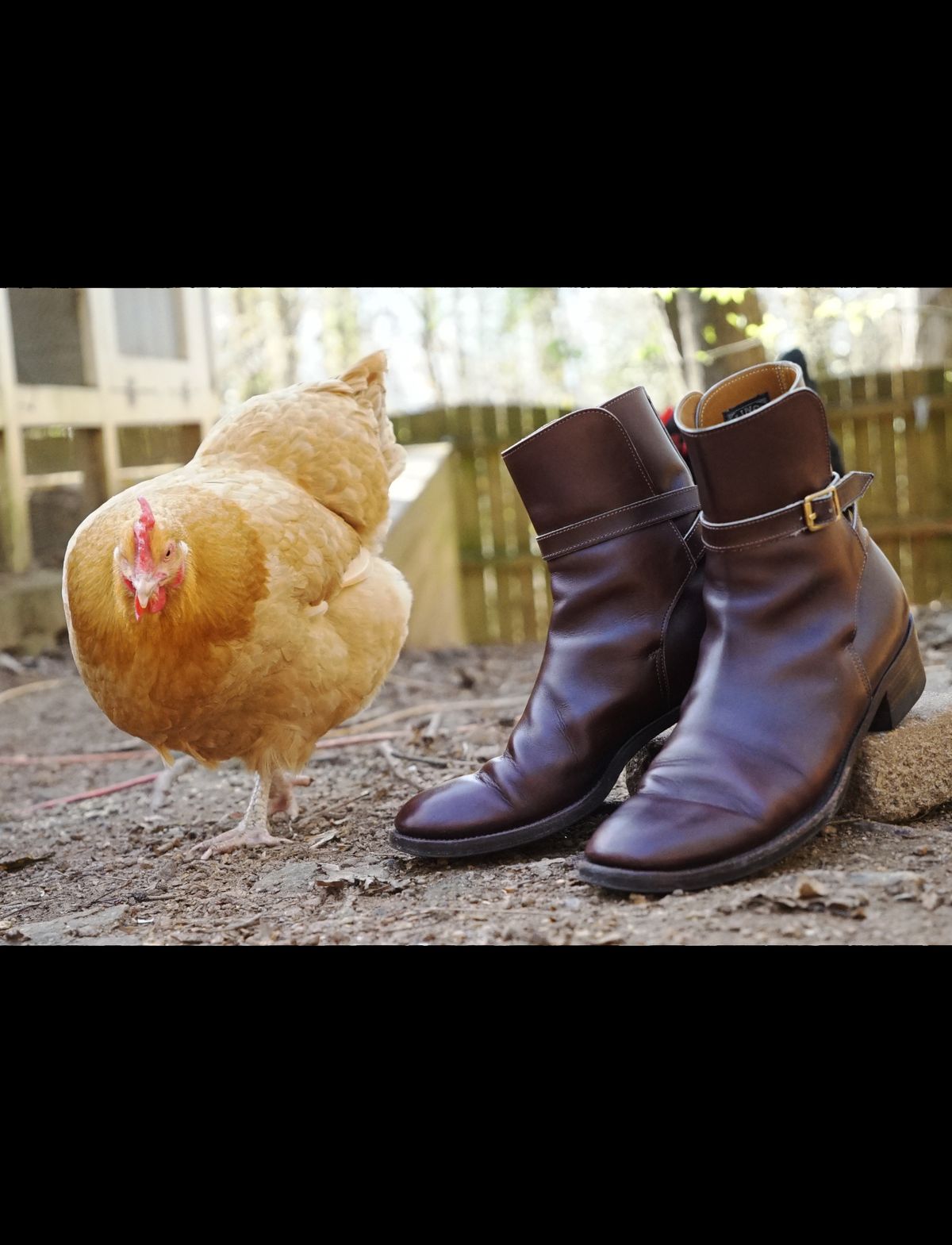 Photo by lee.goodson on March 2, 2023 of the Clinch Jodhpur Boots in Brown French Calfskin.