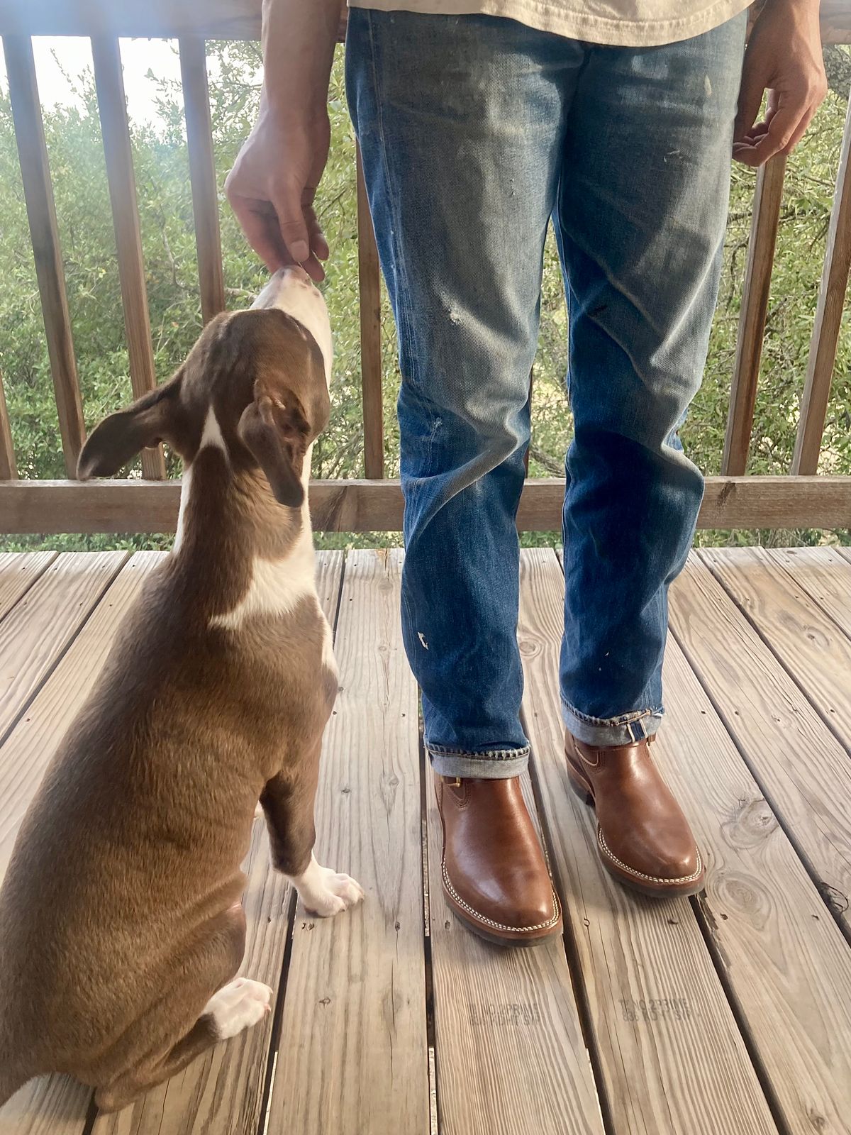 Photo by johnnygomezintx on October 2, 2022 of the Wesco Mister Lou in Maryam Toscanello TPR Horsebutt.