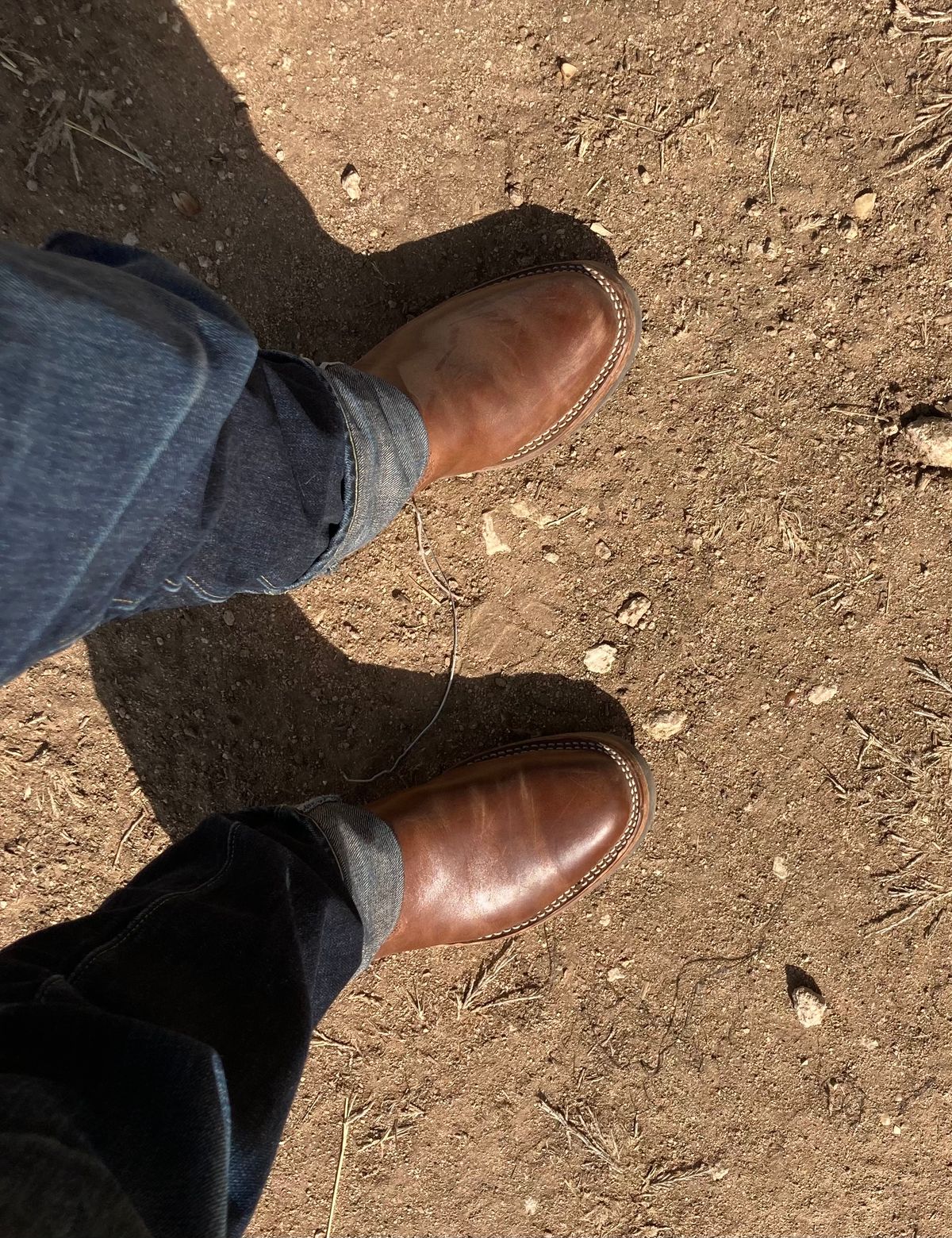 Photo by johnnygomezintx on October 23, 2022 of the Wesco Mister Lou in Maryam Toscanello TPR Horsebutt.