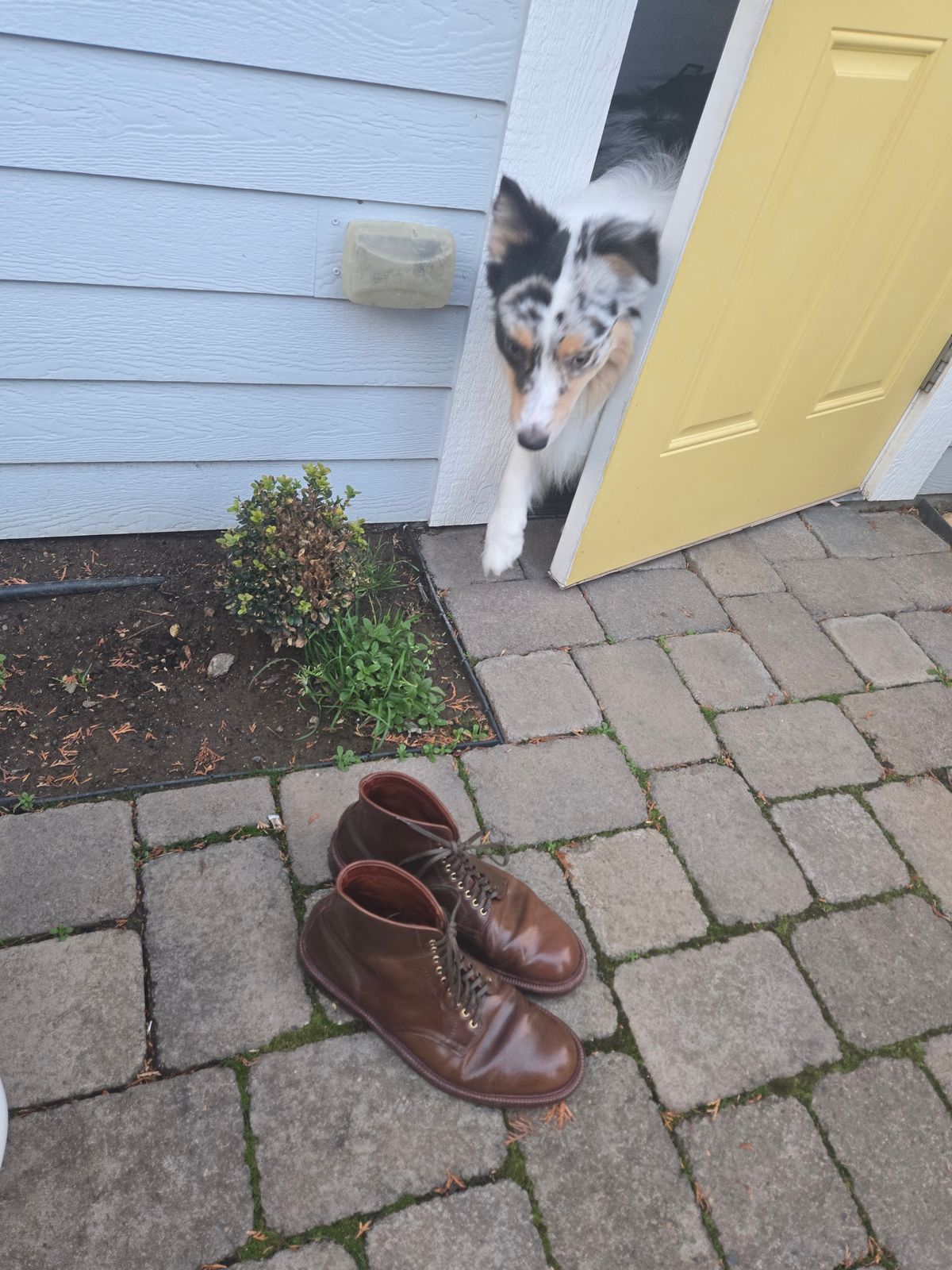 Photo by chokkero on January 5, 2026 of the Alden Plain Toe Boot in Horween Ravello Shell Cordovan.