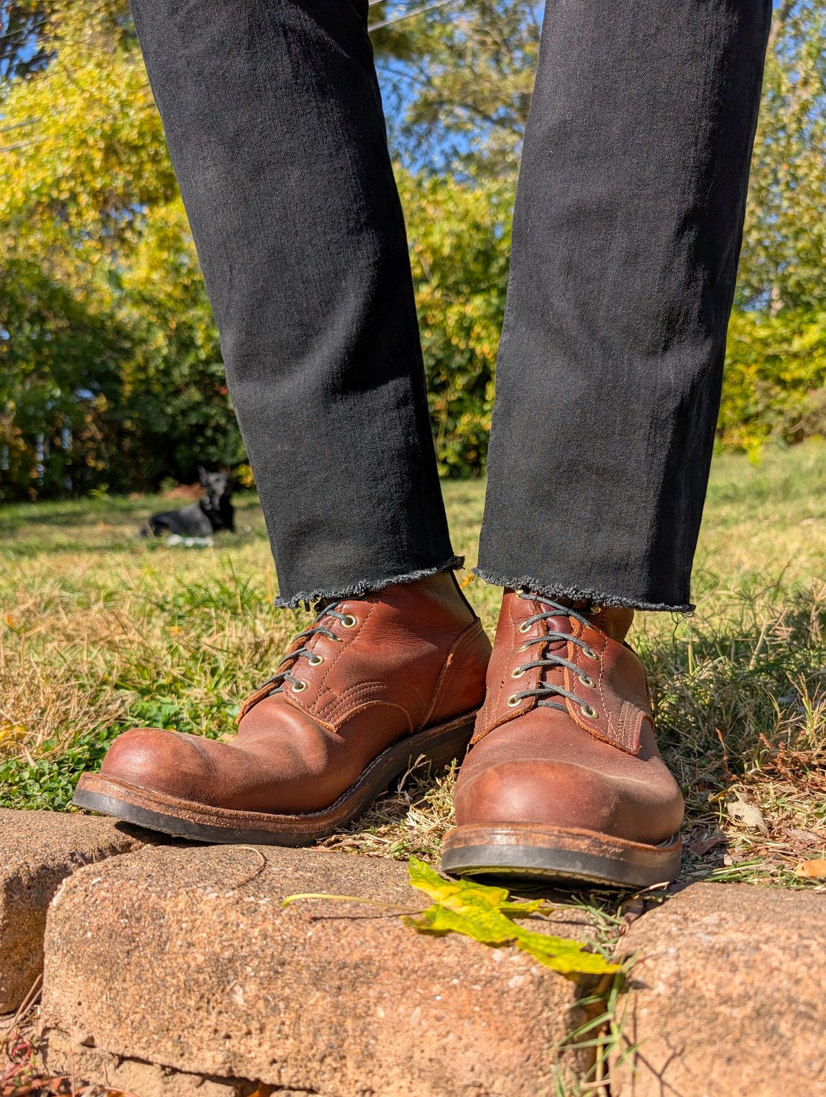 Photo by demo on October 29, 2024 of the Nicks Robert in Seidel 1964 Brown.