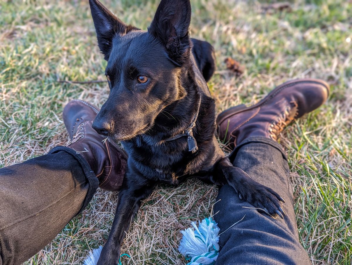 Photo by demo on March 3, 2024 of the Frank's Boots Type 1 Commander in Seidel Brown Domain.