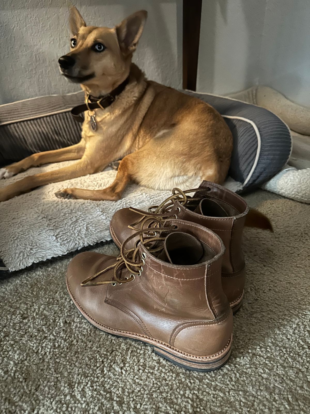 Photo by rus_boot on January 1, 2023 of the Oak Street Bootmakers Trench Boot in Horween Natural Chromexcel.