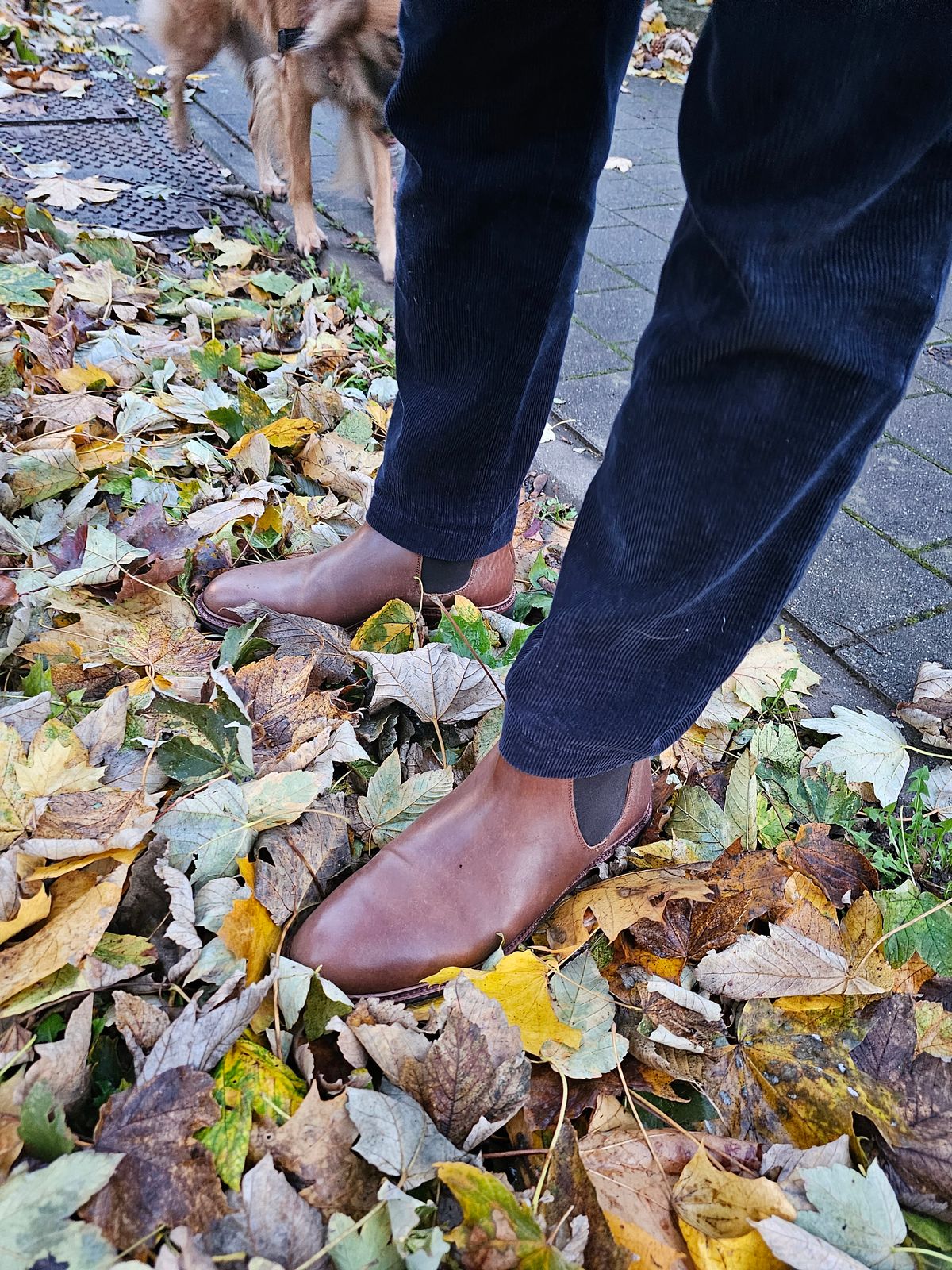 Photo by crunchyonion on November 4, 2023 of the Meermin Chelsea Boot in Tobacco Waxy Shell Cordovan.