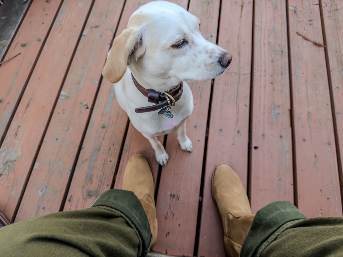 Photo by amaru_and_crow on November 4, 2025 of the Red Wing Pecos in S.B. Foot Hawthorne Muleskinner.