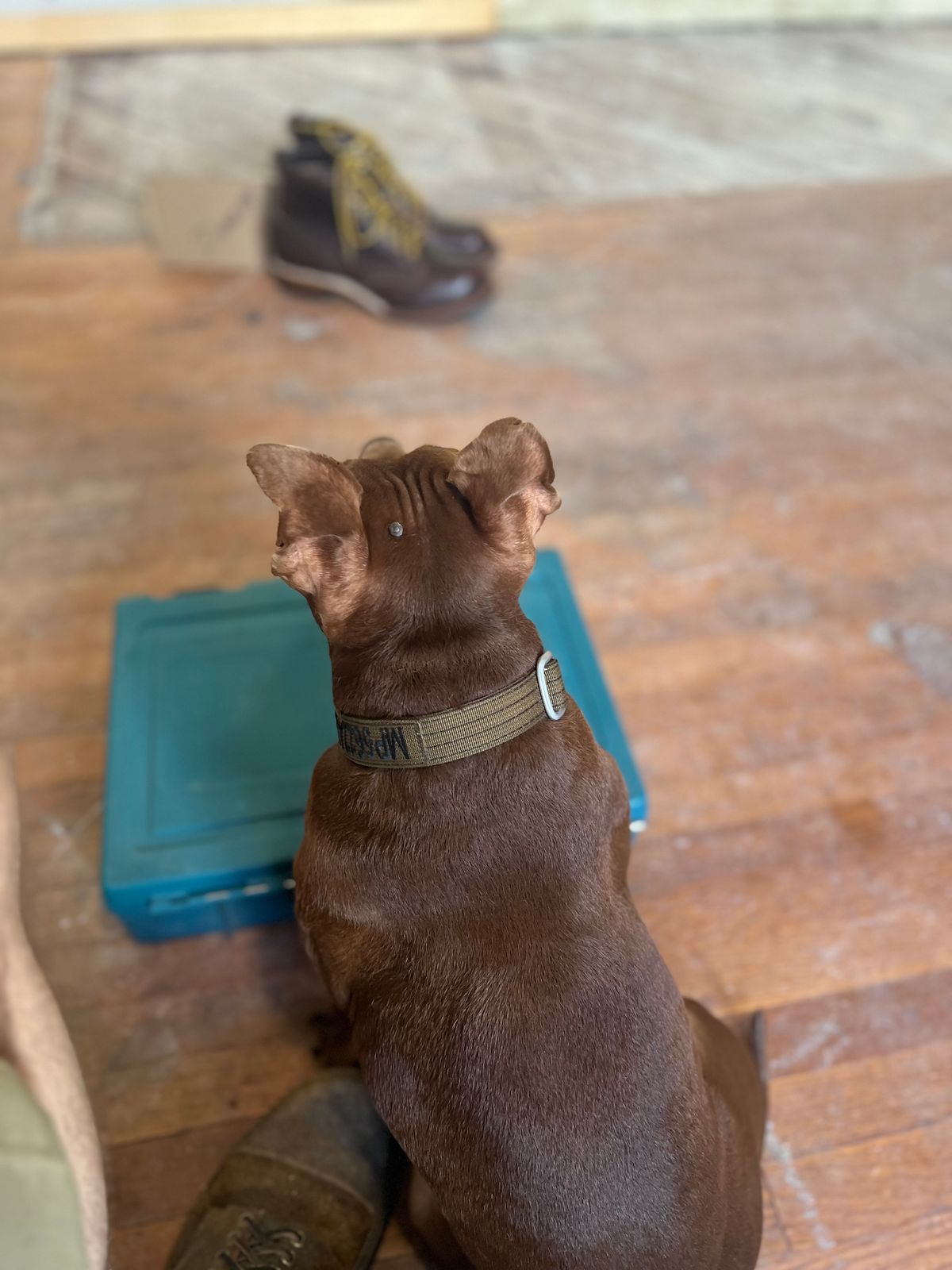 Photo by cr_aig1980 on October 2, 2024 of the Wesco Warren Boot in Horween Brown Chromexcel.