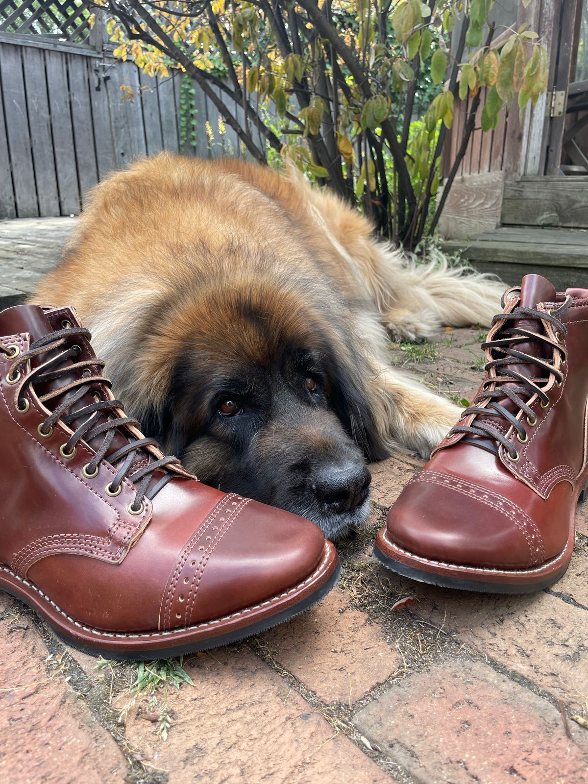 Photo by nareichert on October 1, 2022 of the Wesco Hendrik in Horween Color 4 Shell Cordovan.