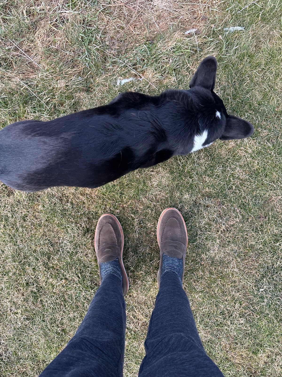 Photo by HaargusMcFargus on April 2, 2023 of the Grant Stone Traveler Penny in C.F. Stead Loden Janus Calf Suede.