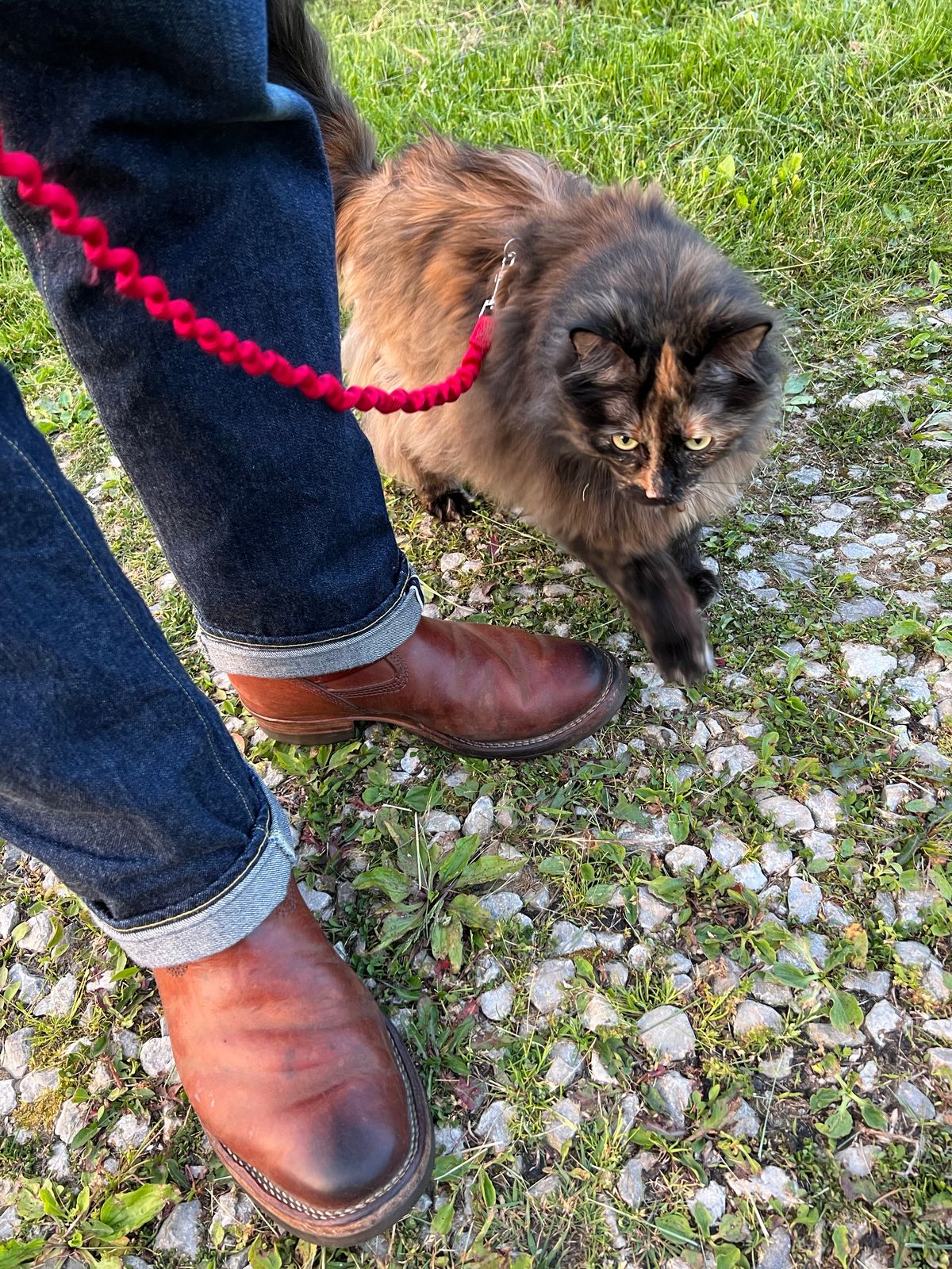 Photo by blackandbrownblues on May 24, 2023 of the Wesco Mister Lou in Maryam Natural Horsebutt.